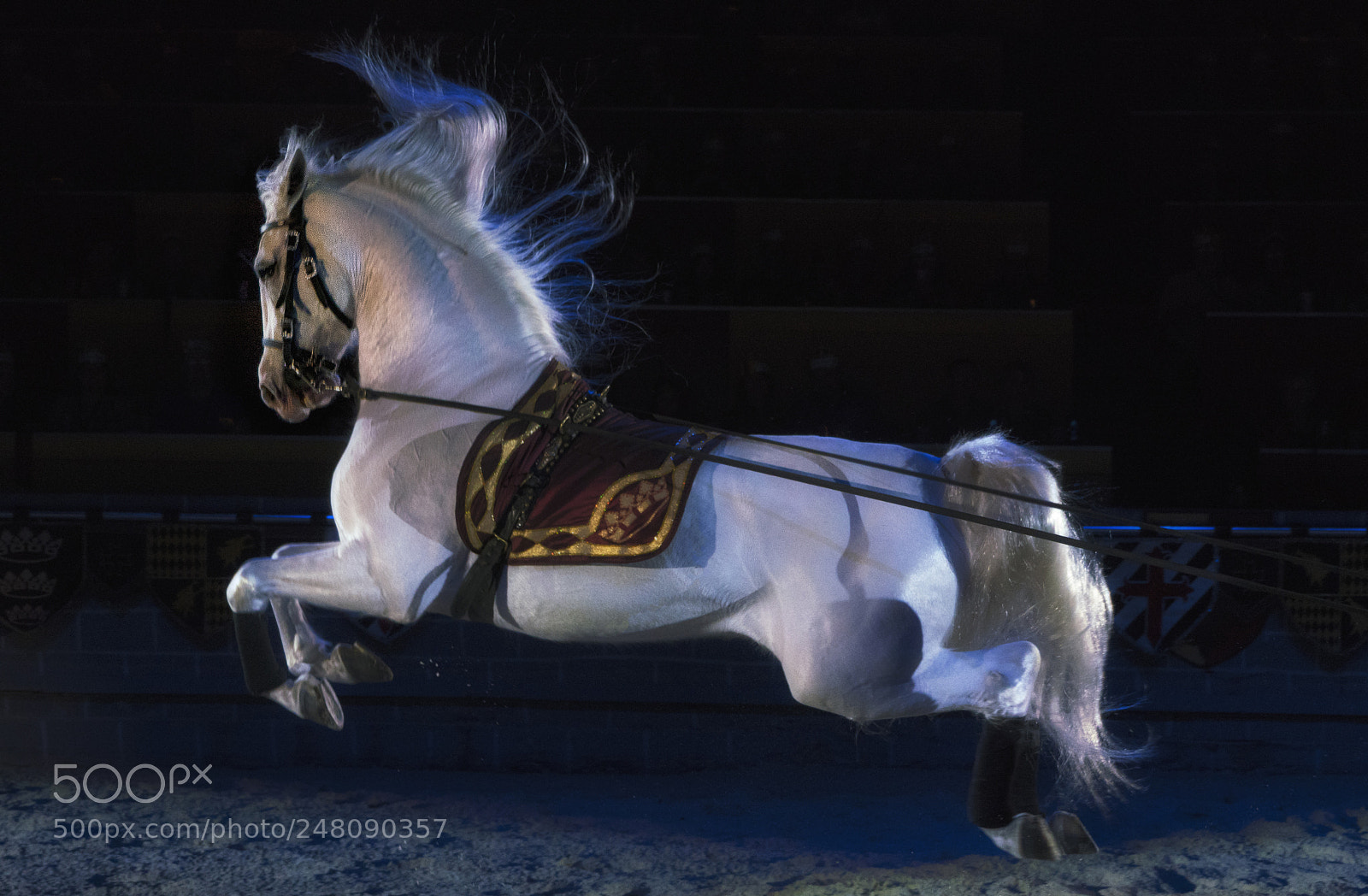 Sony a7R III sample photo. Andalusian horse photography