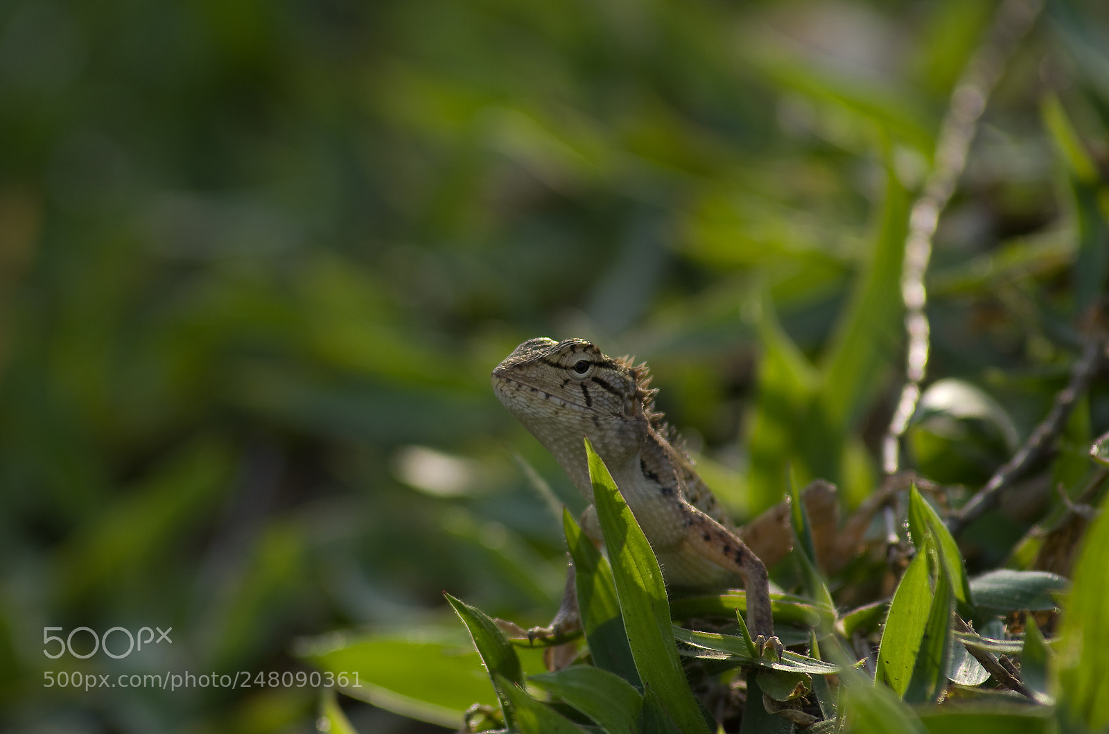 Pentax K-30 sample photo. Nosy meeting photography