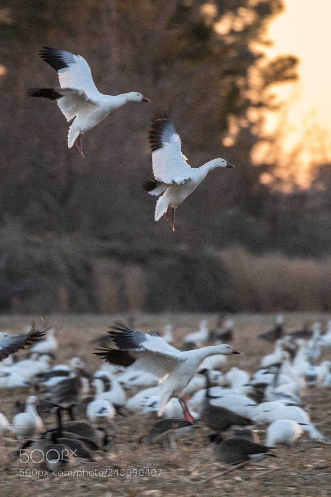 Nikon D850 sample photo. Snow geese blackwater nwr photography