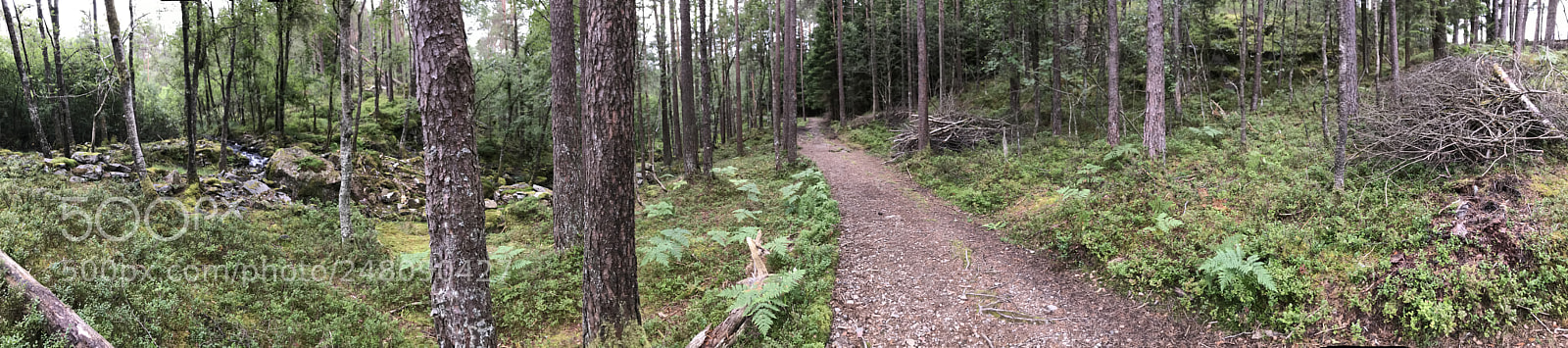 Apple iPhone 7 Plus sample photo. Forest trail photography
