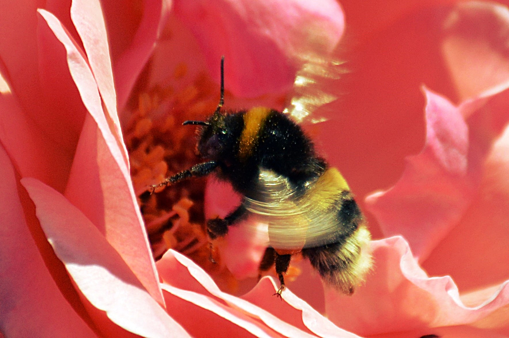 Nikon D3200 sample photo. Honey bee photography