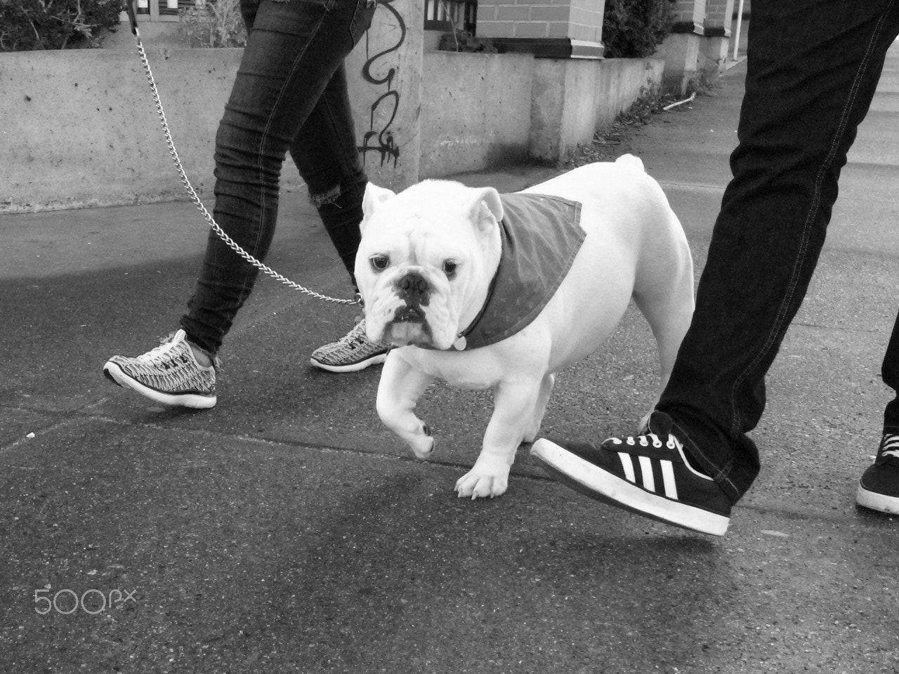 Ricoh GR DIGITAL 4 sample photo. Spotted by a bulldog photography