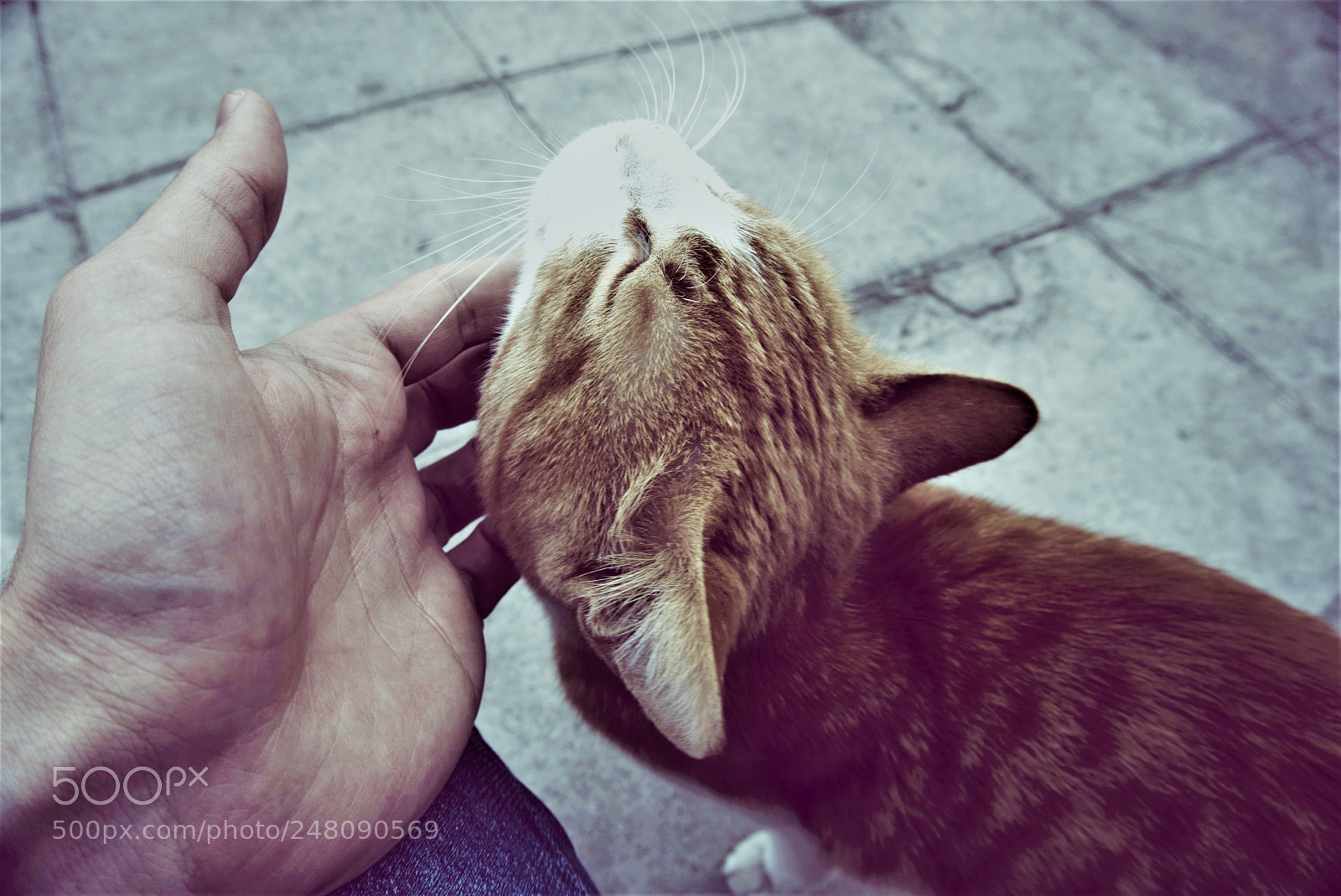 Sony a5100 sample photo. Street cats need love photography