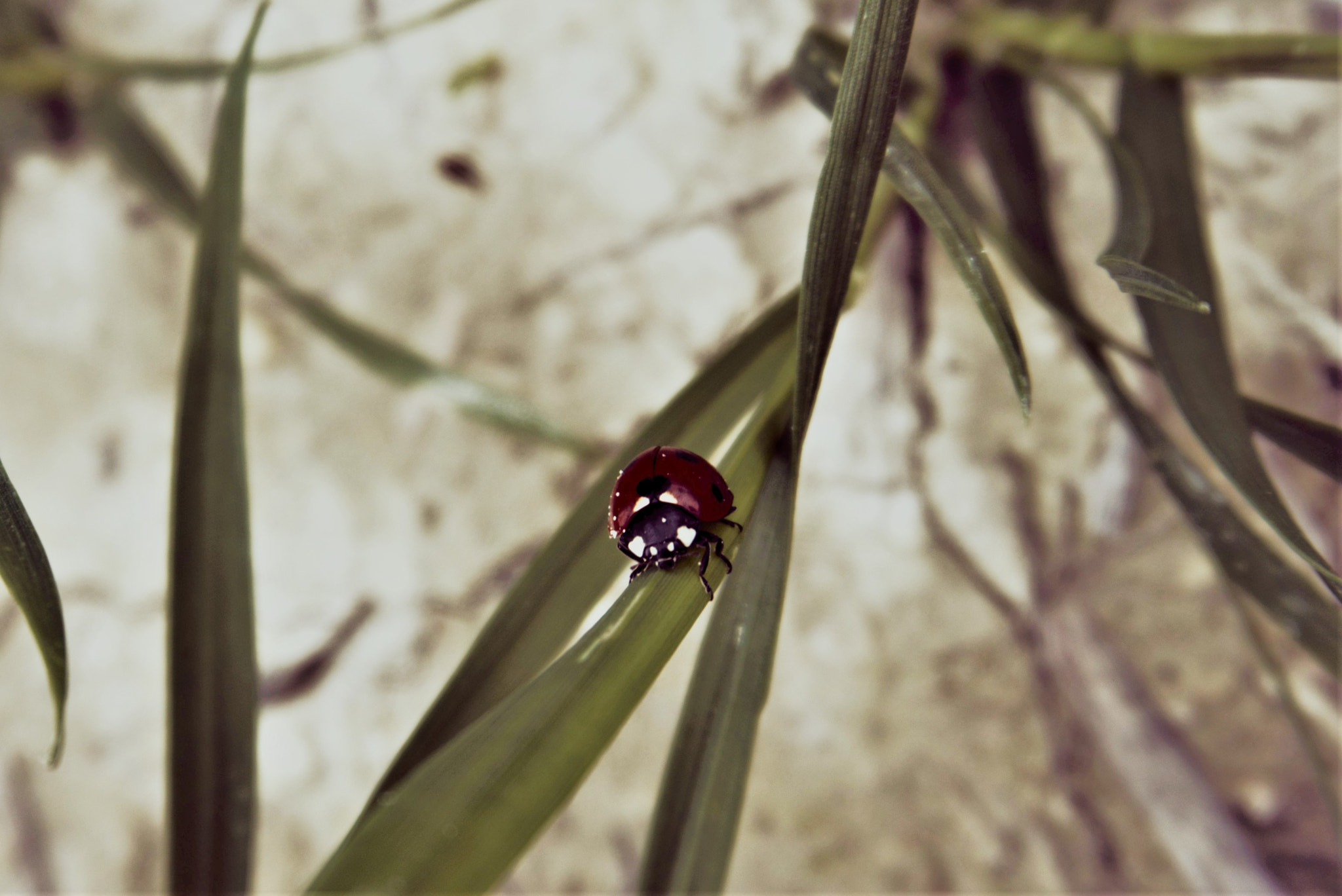 Sony a5100 + Sony E 18-50mm F4-5.6 sample photo. Ladybug photography