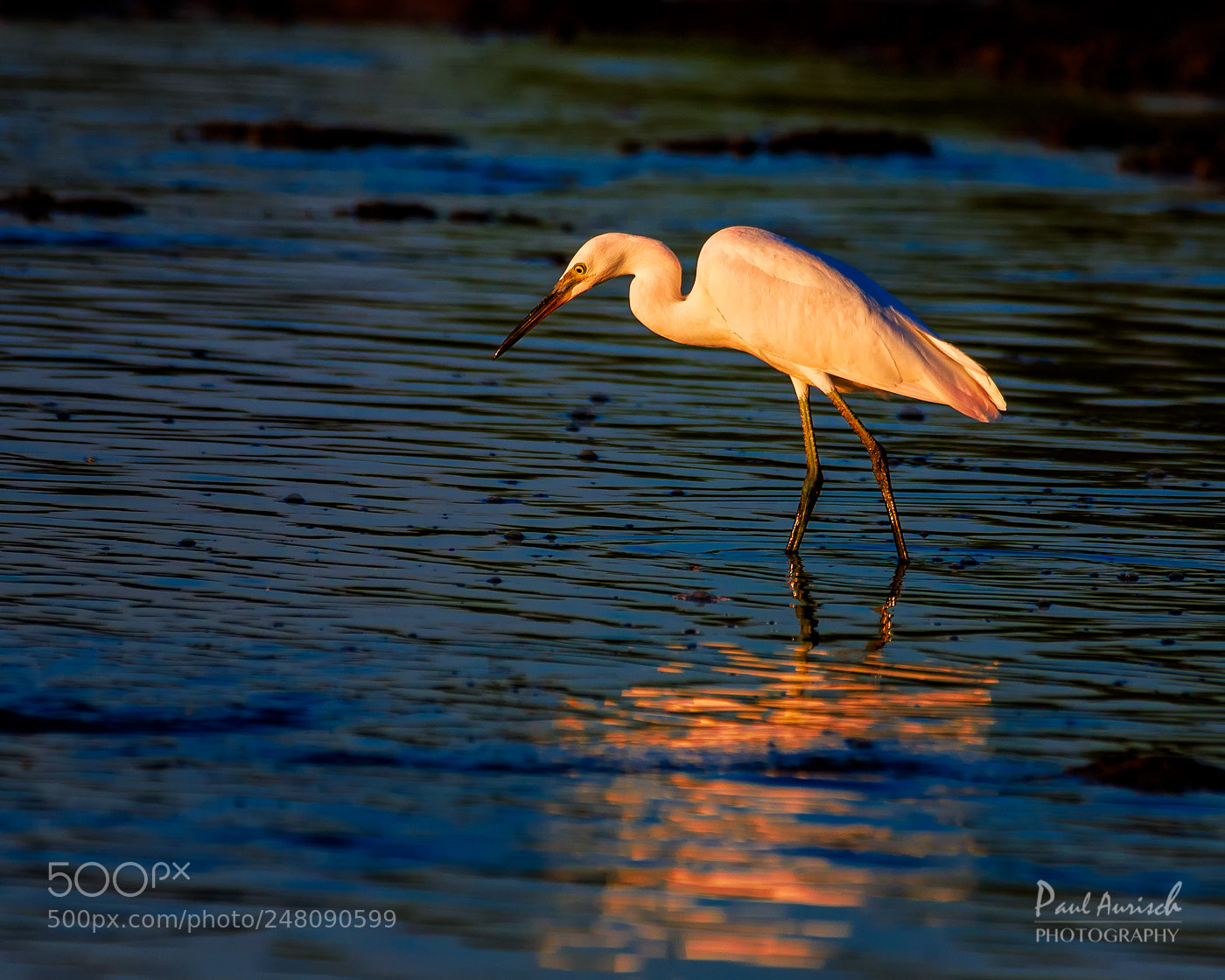 Nikon D500 sample photo. Great egret at sunrise photography