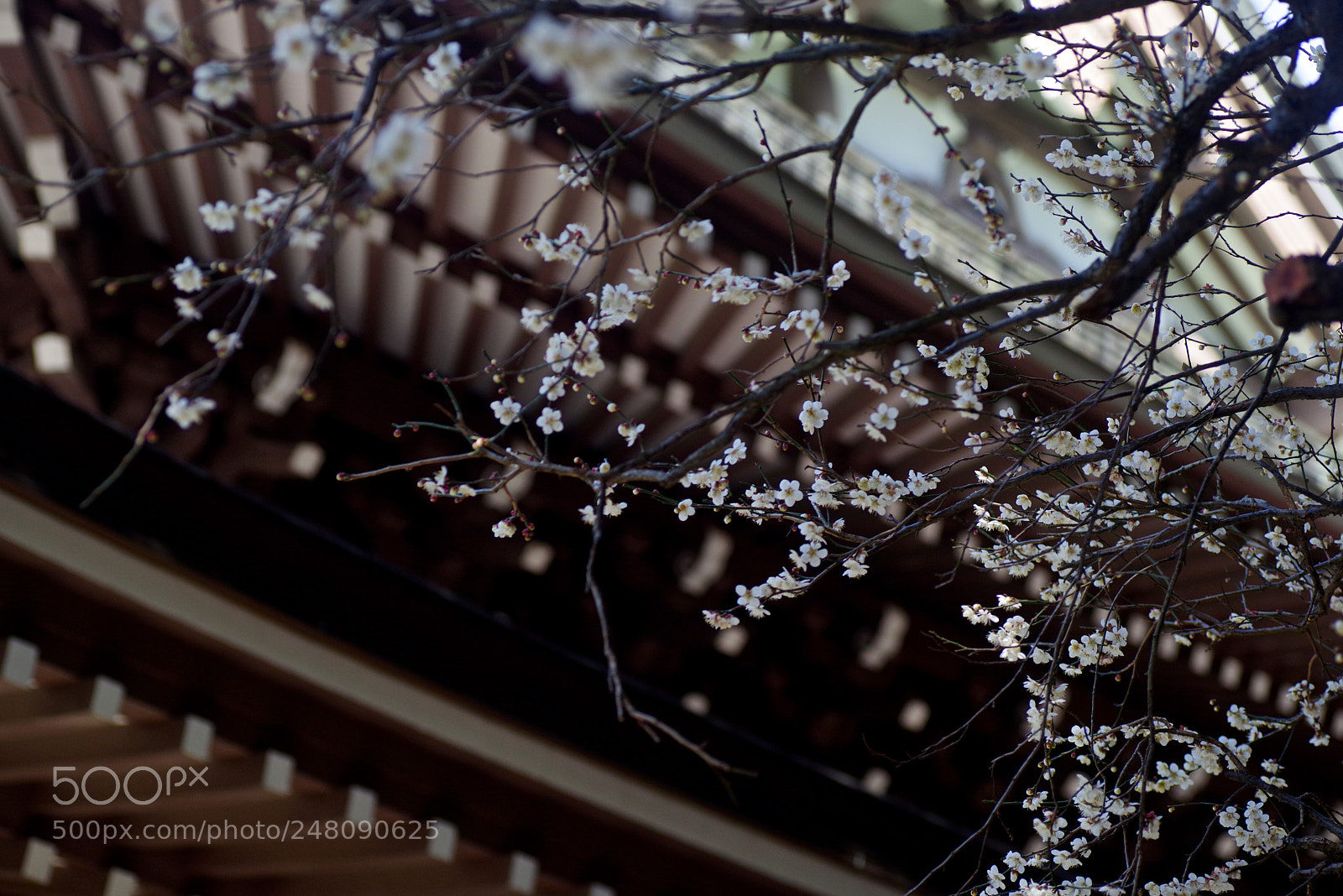 Pentax K-1 sample photo. Temple and plum blossom photography