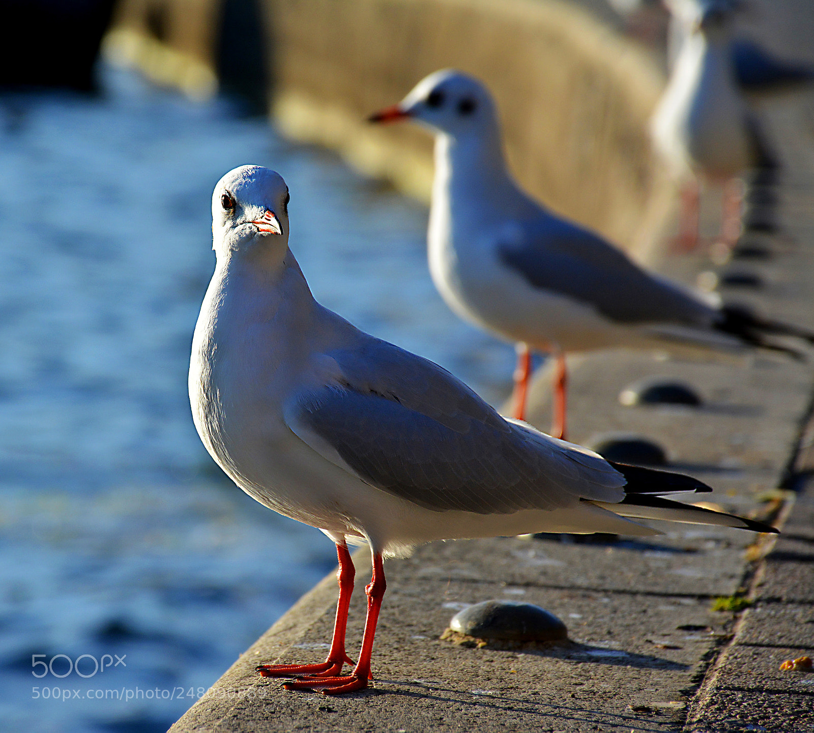 Nikon D5200 sample photo. Gull photography