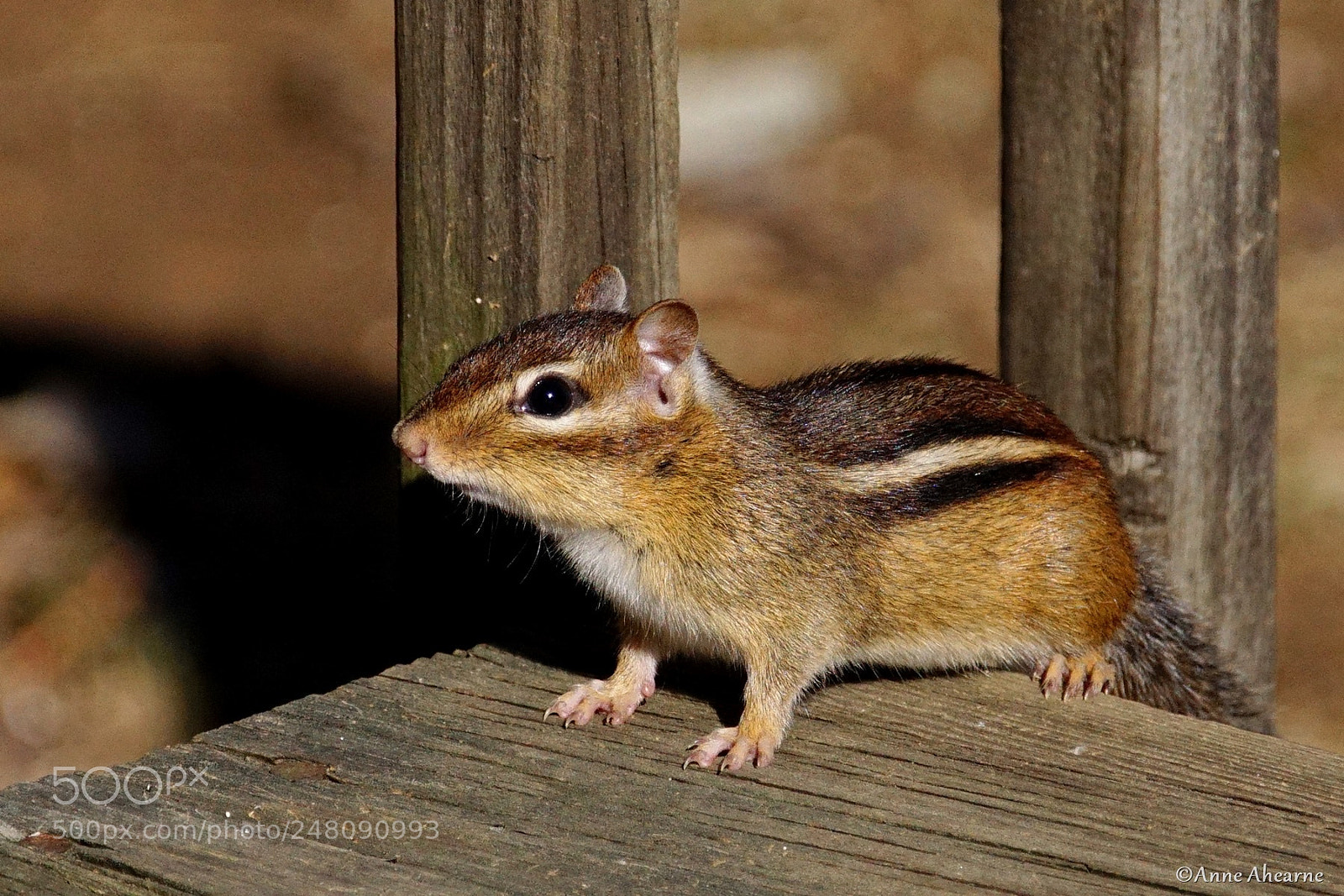 Sony ILCA-77M2 sample photo. Adorable eastern chipmunk photography