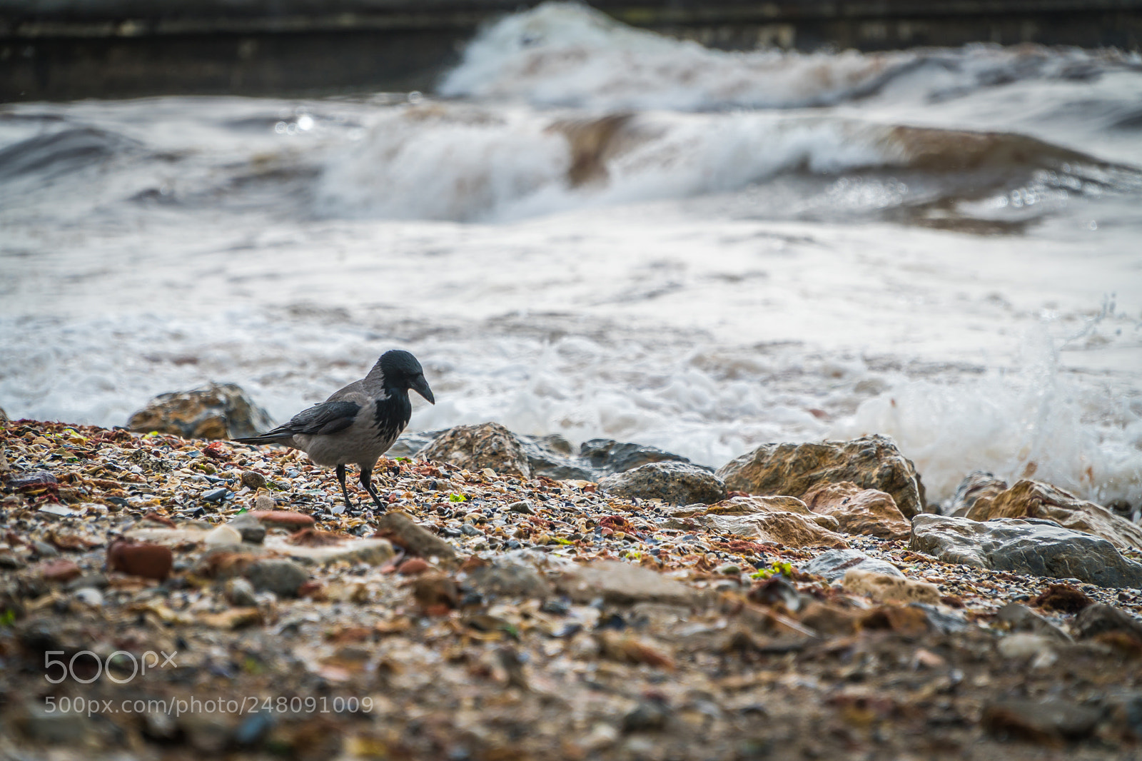 Sony a6500 sample photo. Crow looking for food photography