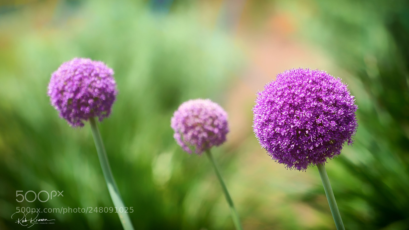 Sony a7R II sample photo. Kawaguchiko photography