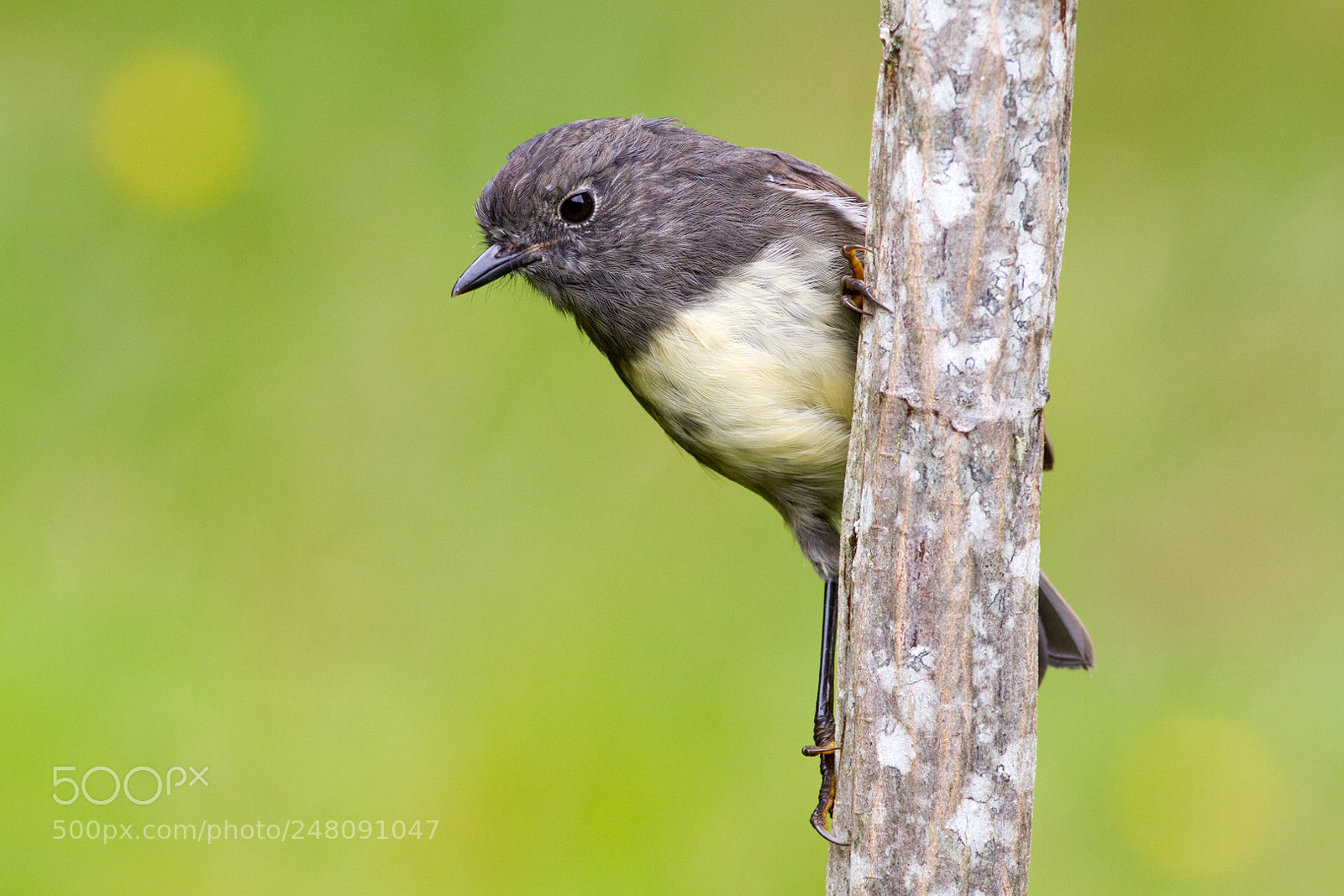 Canon EOS 7D sample photo. Robin on lancewood (3) photography