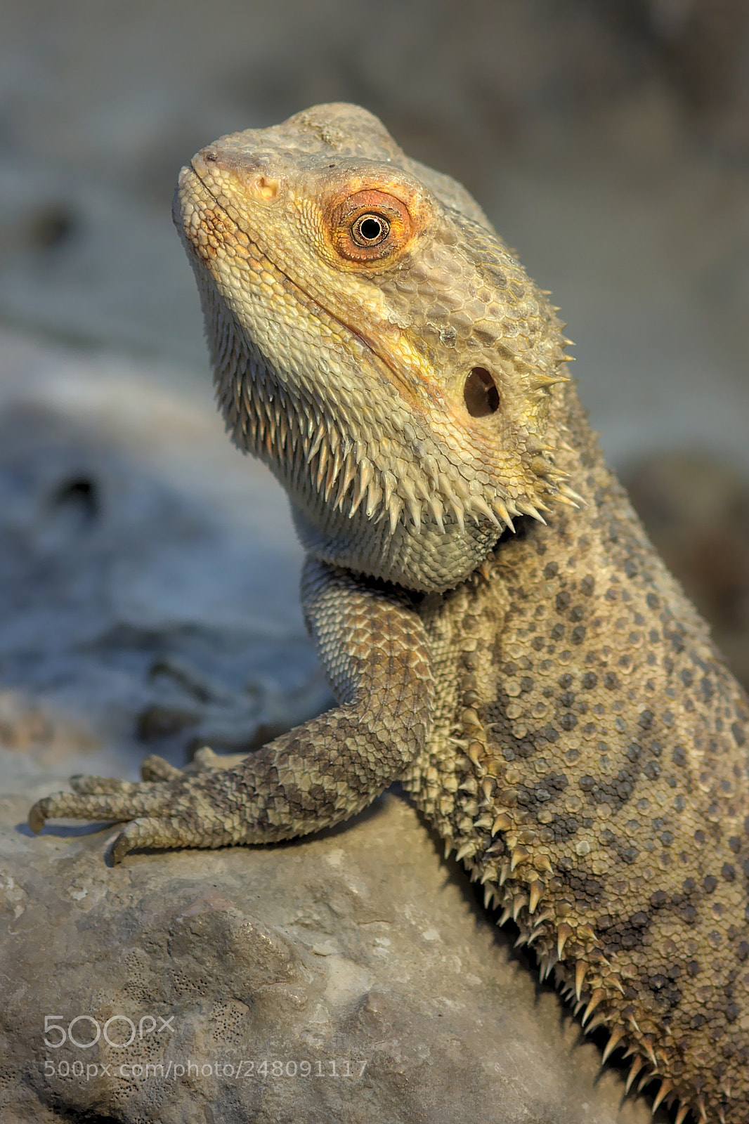 Canon EOS 60D sample photo. Bearded lizard photography