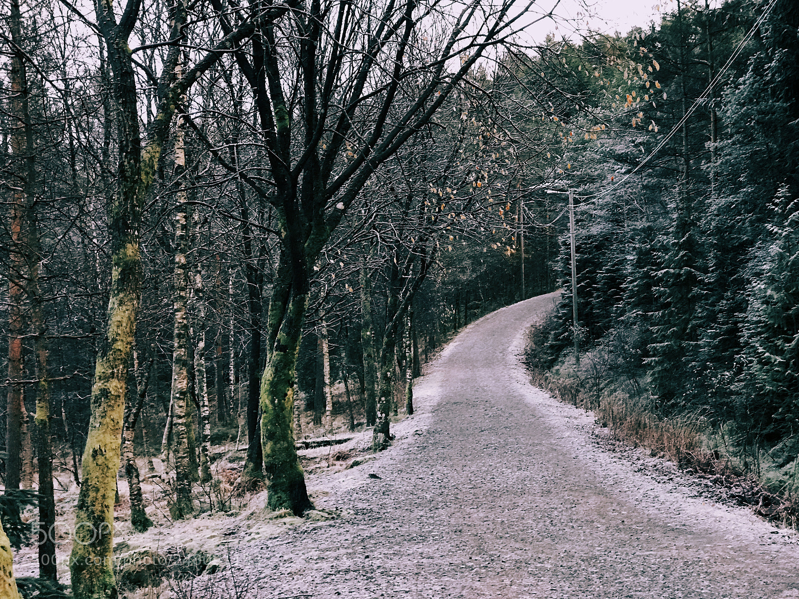 Apple iPhone 7 Plus sample photo. Forest winter walk photography