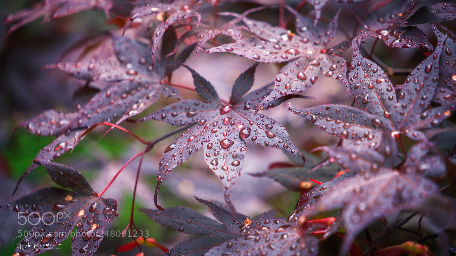 Sony a7R II sample photo. Maple leaf japan photography