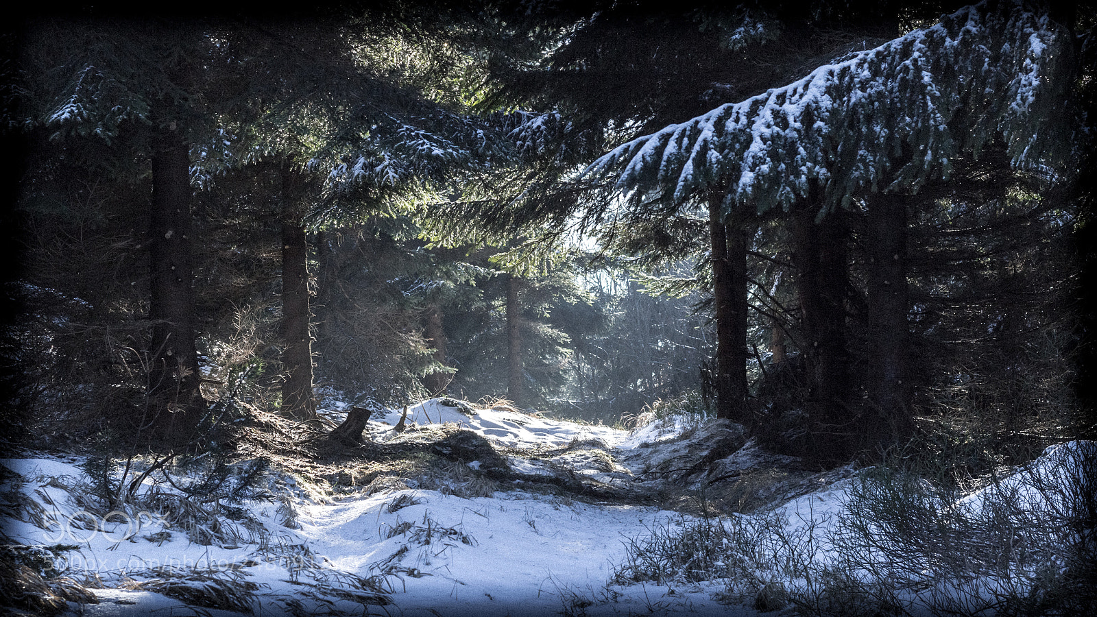 Canon EOS 60D sample photo. Winter forest photography