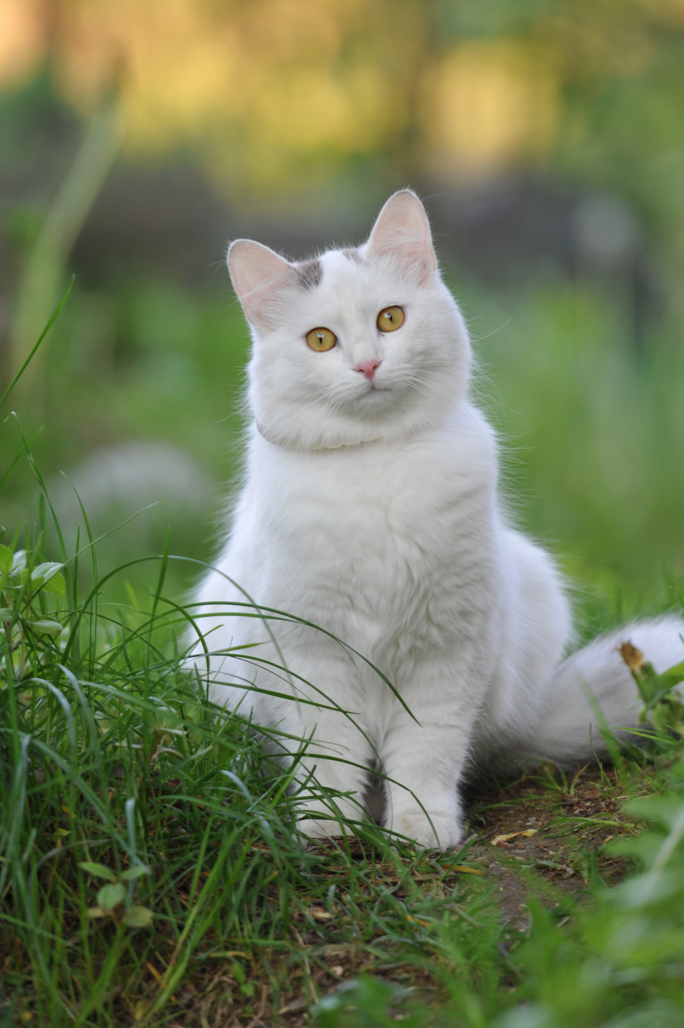 Nikon AF-S Nikkor 70-200mm F2.8G ED VR II sample photo. White cat photography