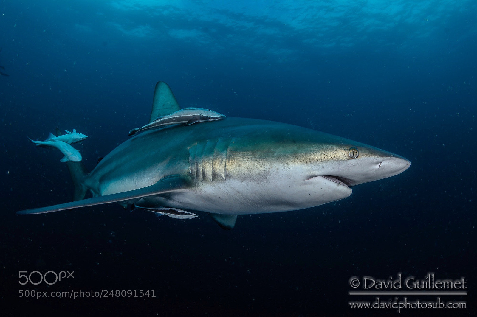 Nikon D7100 sample photo. Oceanic blacktip photography