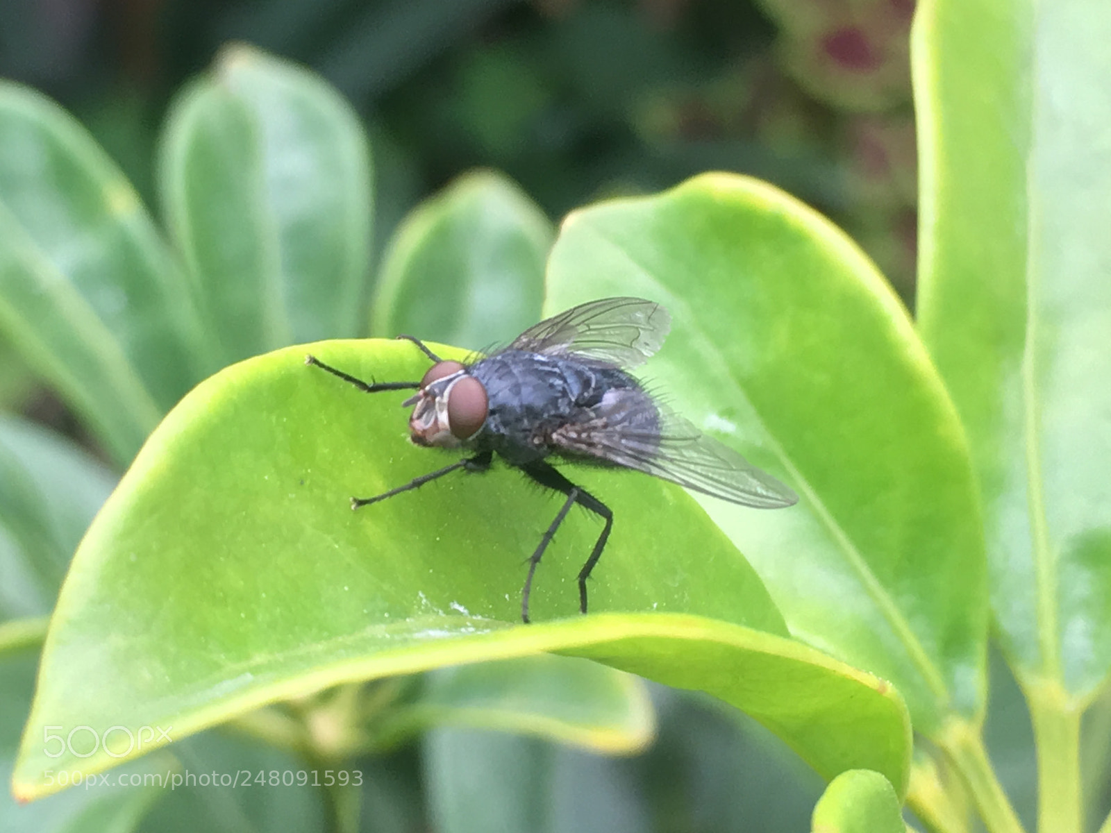 Apple iPhone SE sample photo. Insecto en casa photography