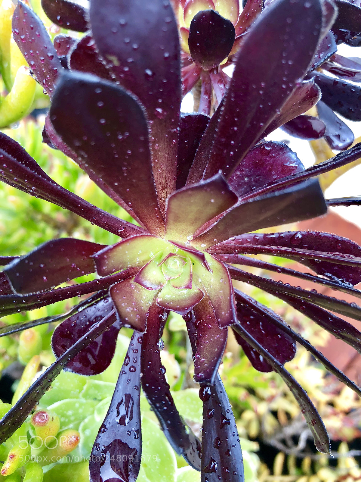 Apple iPhone 8 Plus sample photo. Succulent rain photography