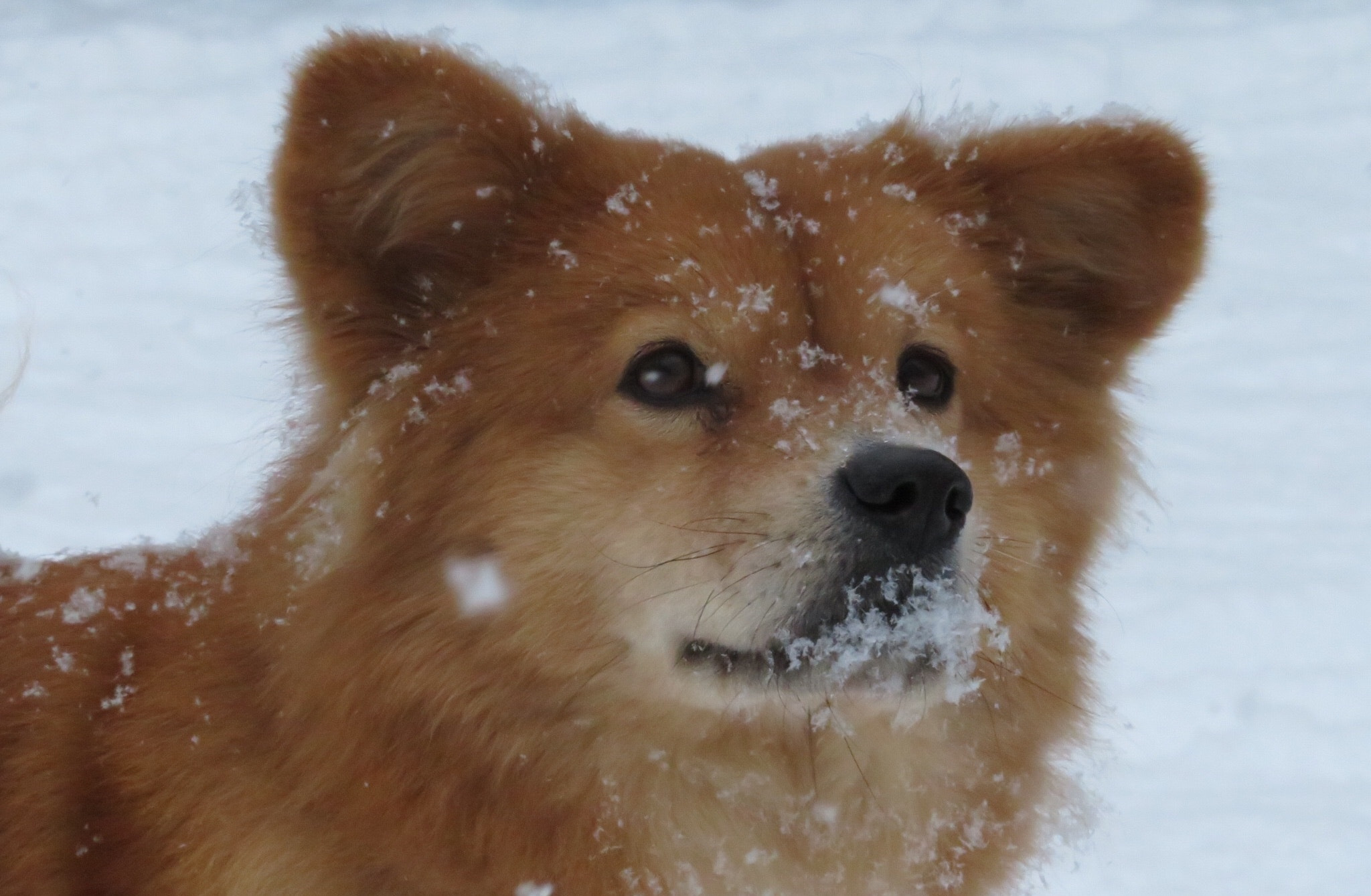 Canon PowerShot SX730 HS sample photo. Chewy in the snow photography