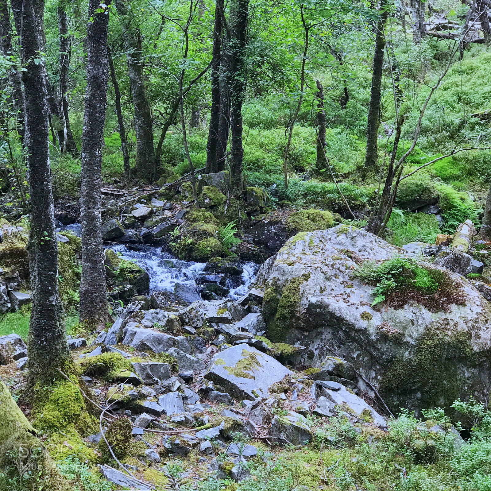 Apple iPhone 7 Plus sample photo. Nordic forest photography