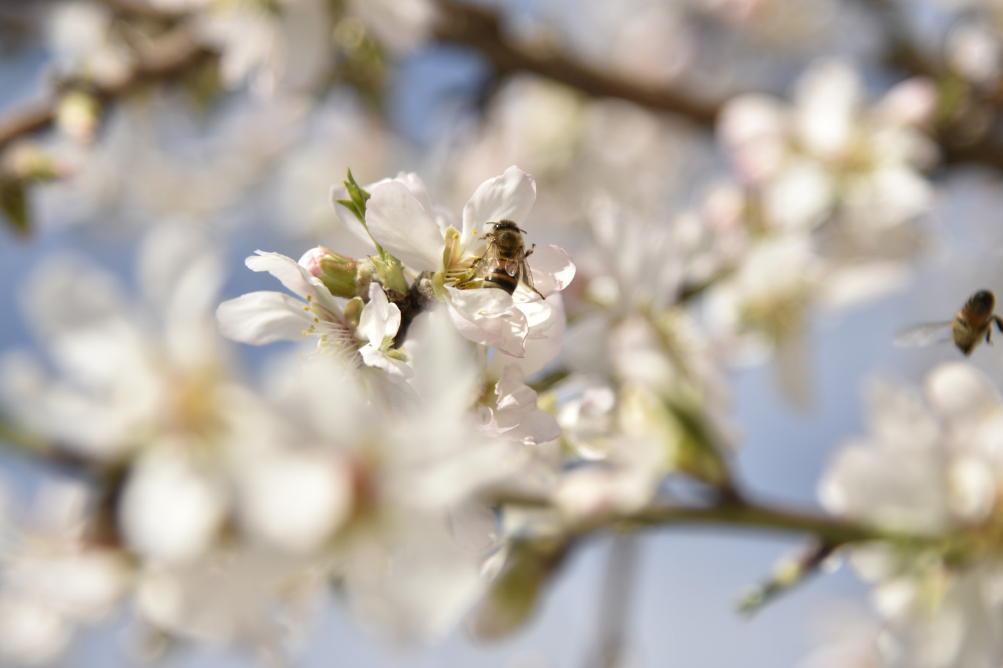 Nikon AF-S Nikkor 24-120mm F4G ED VR sample photo. Spring photography