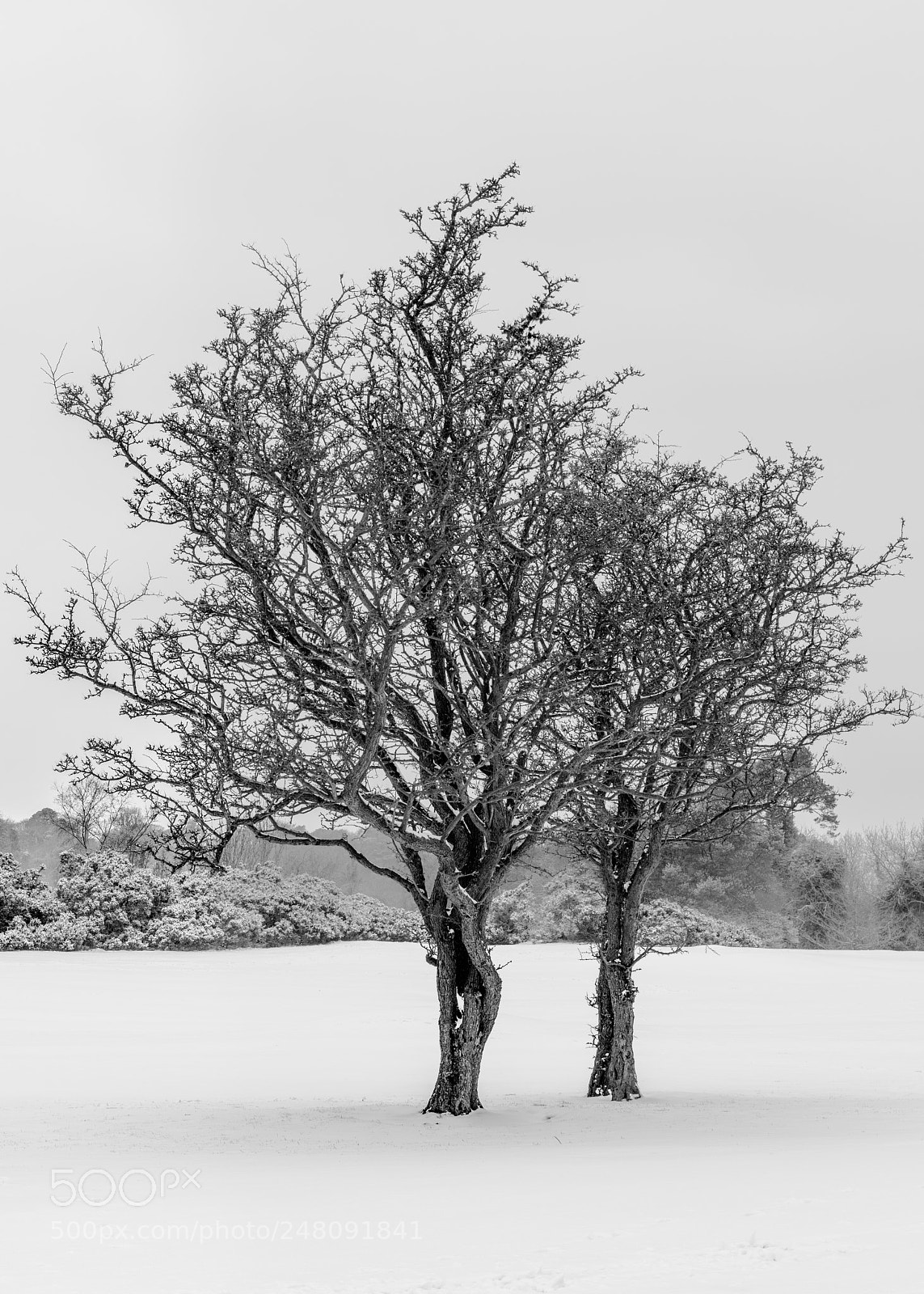 Nikon D810 sample photo. Hawthorn trees photography