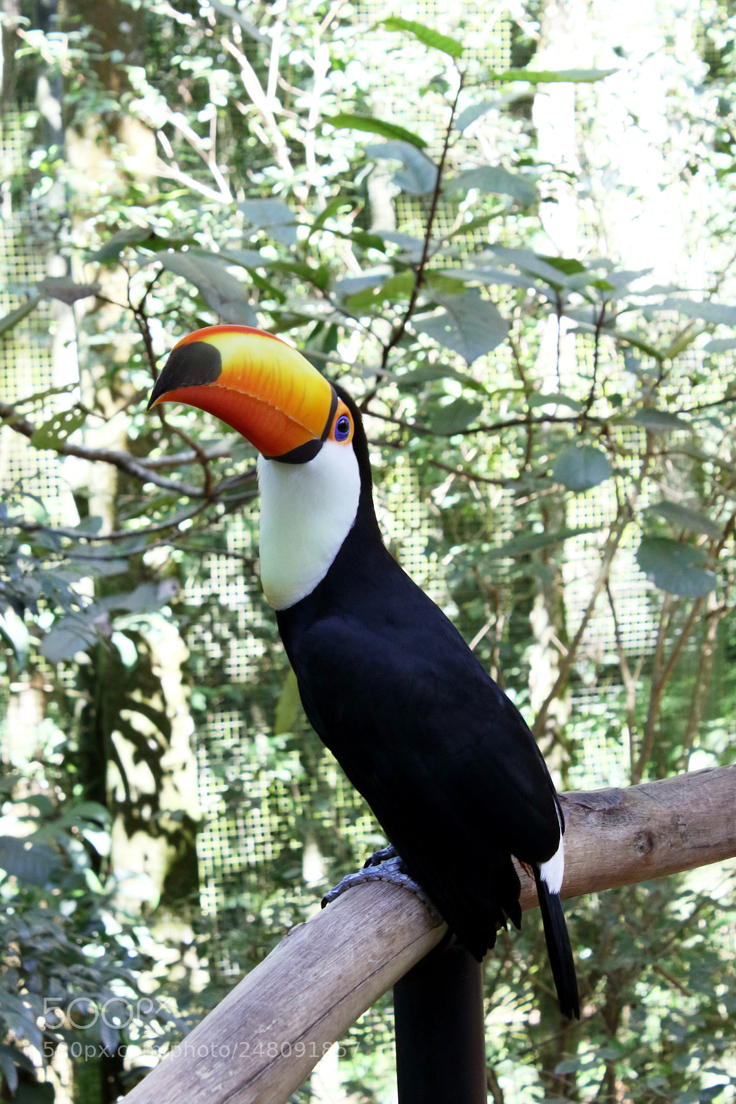 Canon EOS 7D Mark II sample photo. Toucan photography