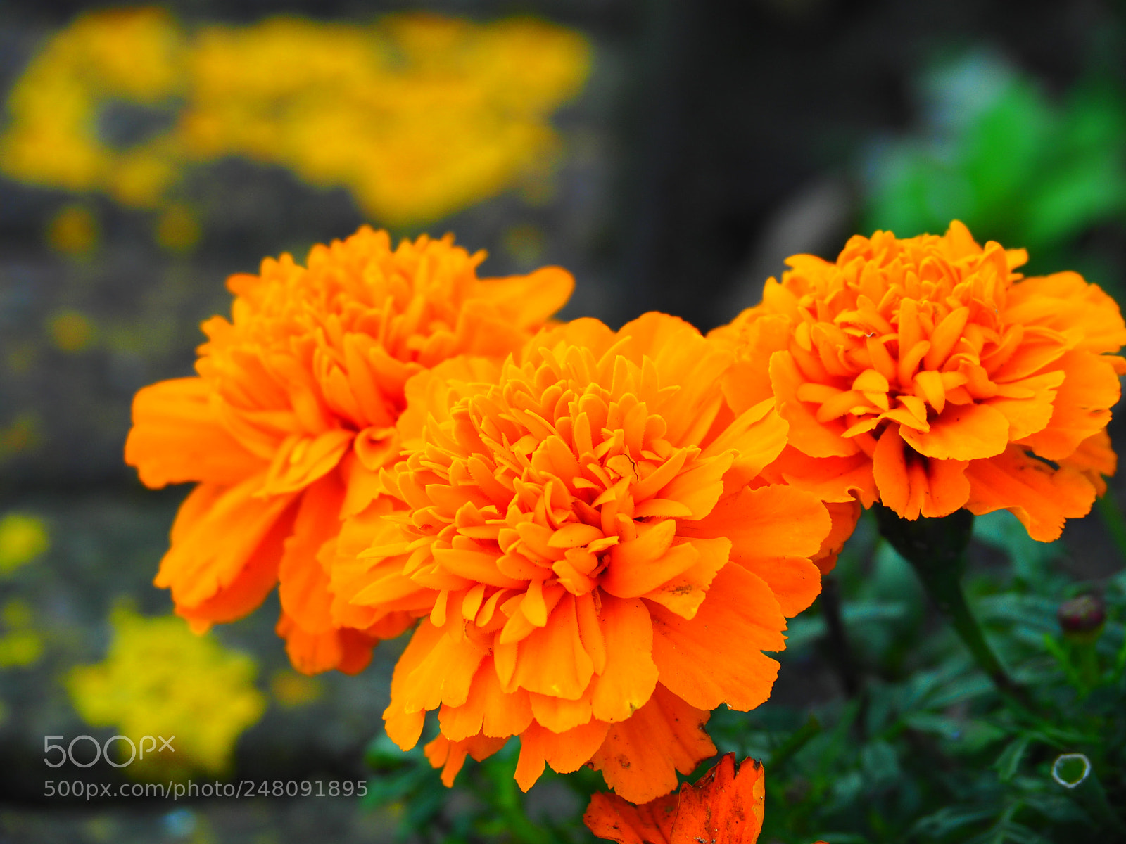 Olympus OM-D E-M5 II sample photo. Dutch so keep it photography