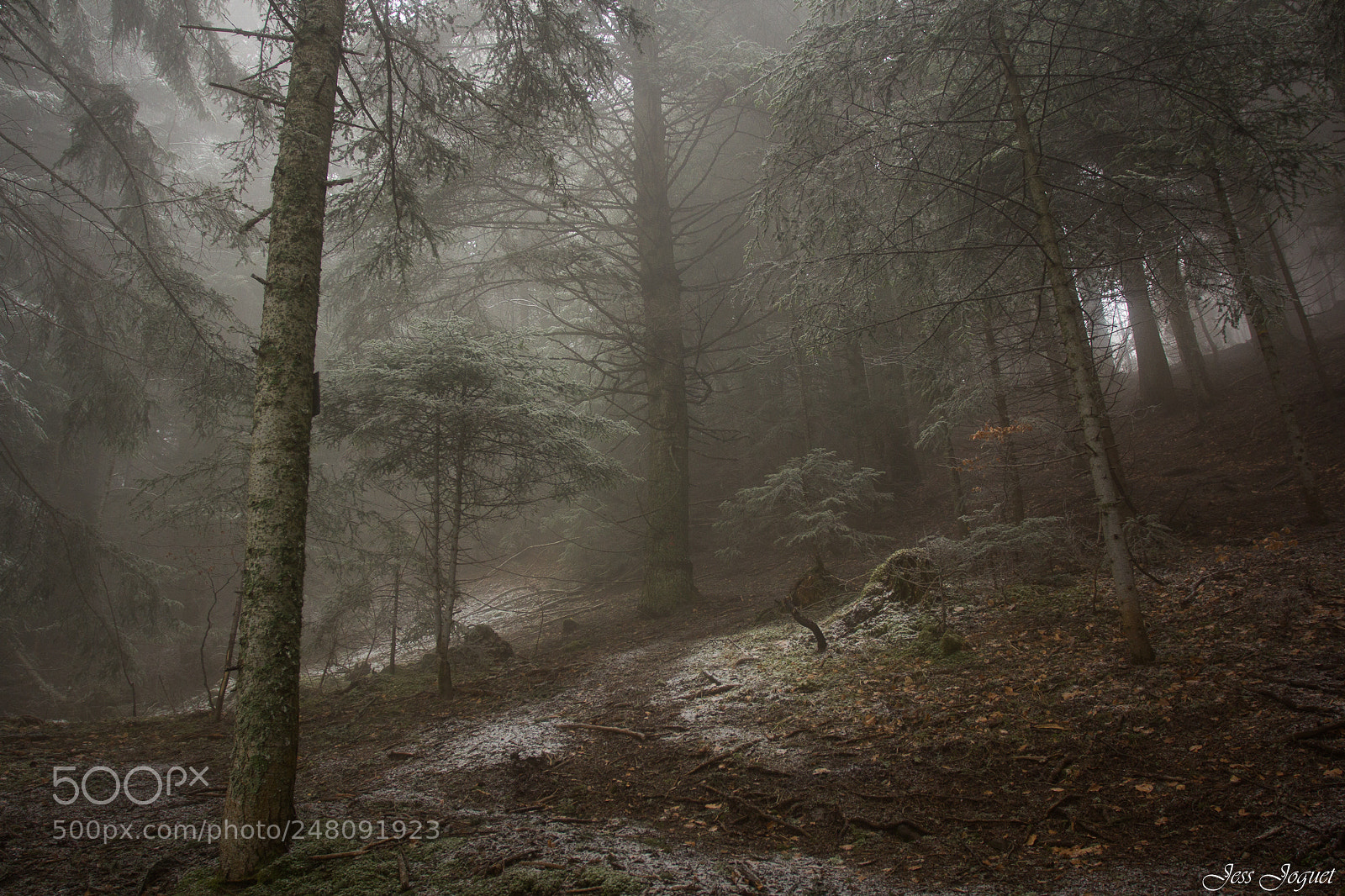 Canon EOS 60D sample photo. Secret forest photography