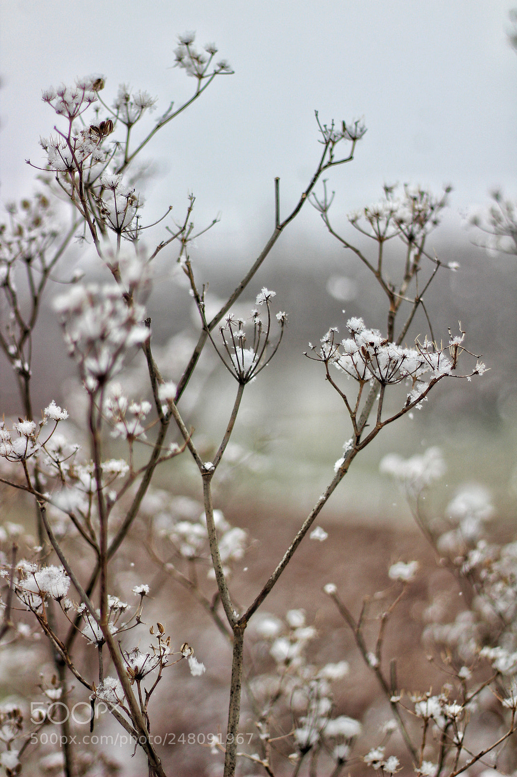 Canon EOS 1300D (EOS Rebel T6 / EOS Kiss X80) sample photo. Snowflakes ❄ photography