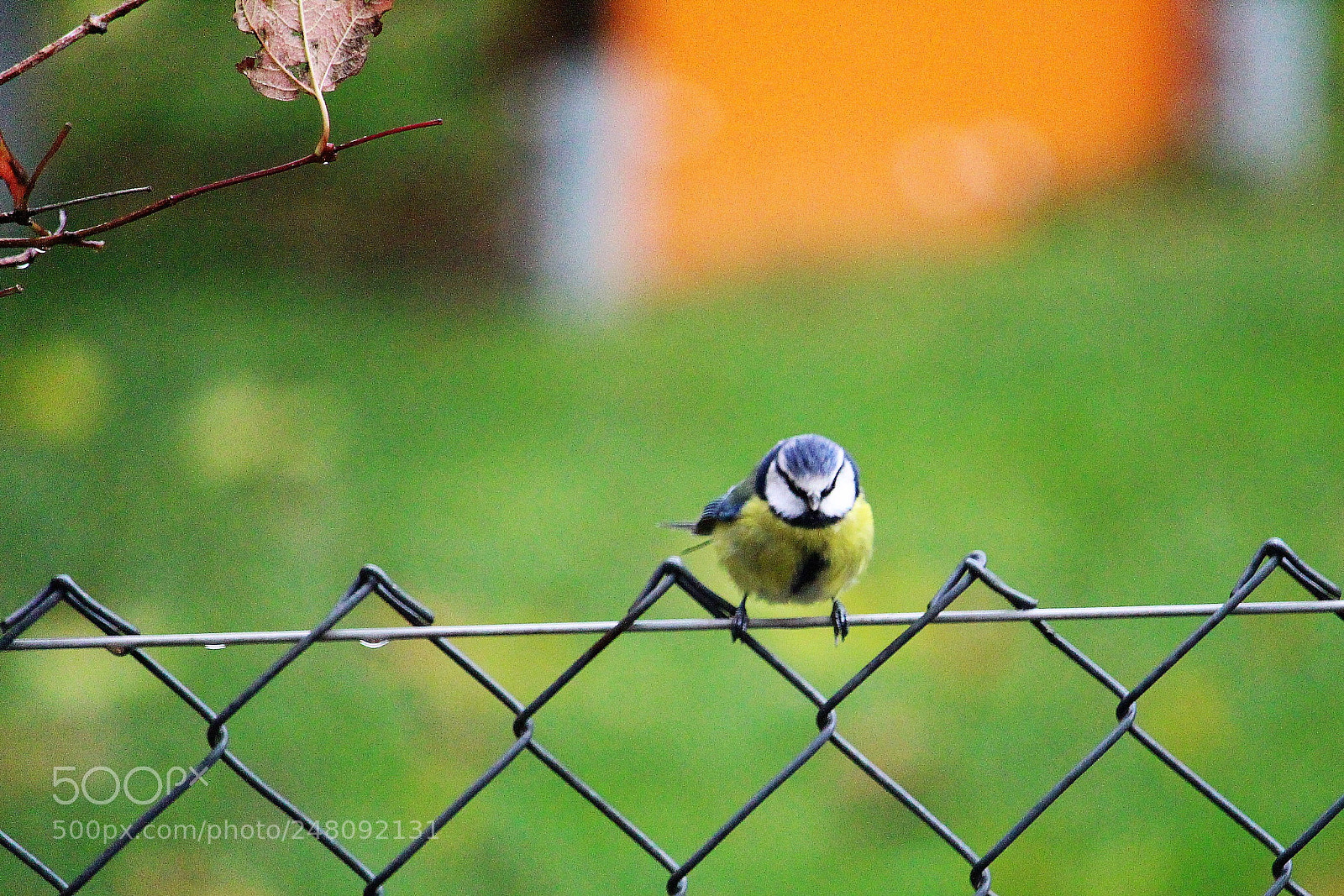 Canon EOS 700D (EOS Rebel T5i / EOS Kiss X7i) sample photo. Zaun-meise photography