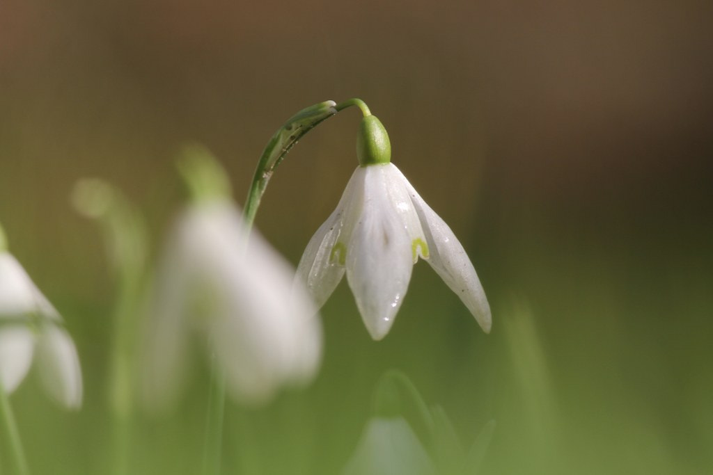Canon EOS 60D sample photo. Beautiful wet snowdrop in the green fields photography