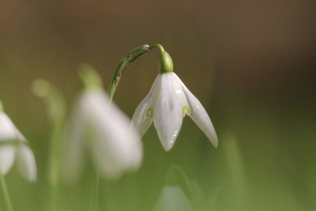 Canon EF-S 55-250mm F4-5.6 IS II sample photo. Beautiful wet snowdrop in the green fields photography
