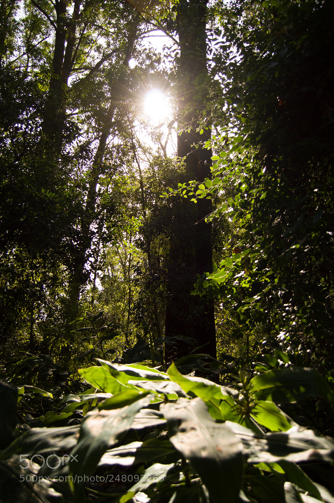 Nikon D3200 sample photo. The light between the photography