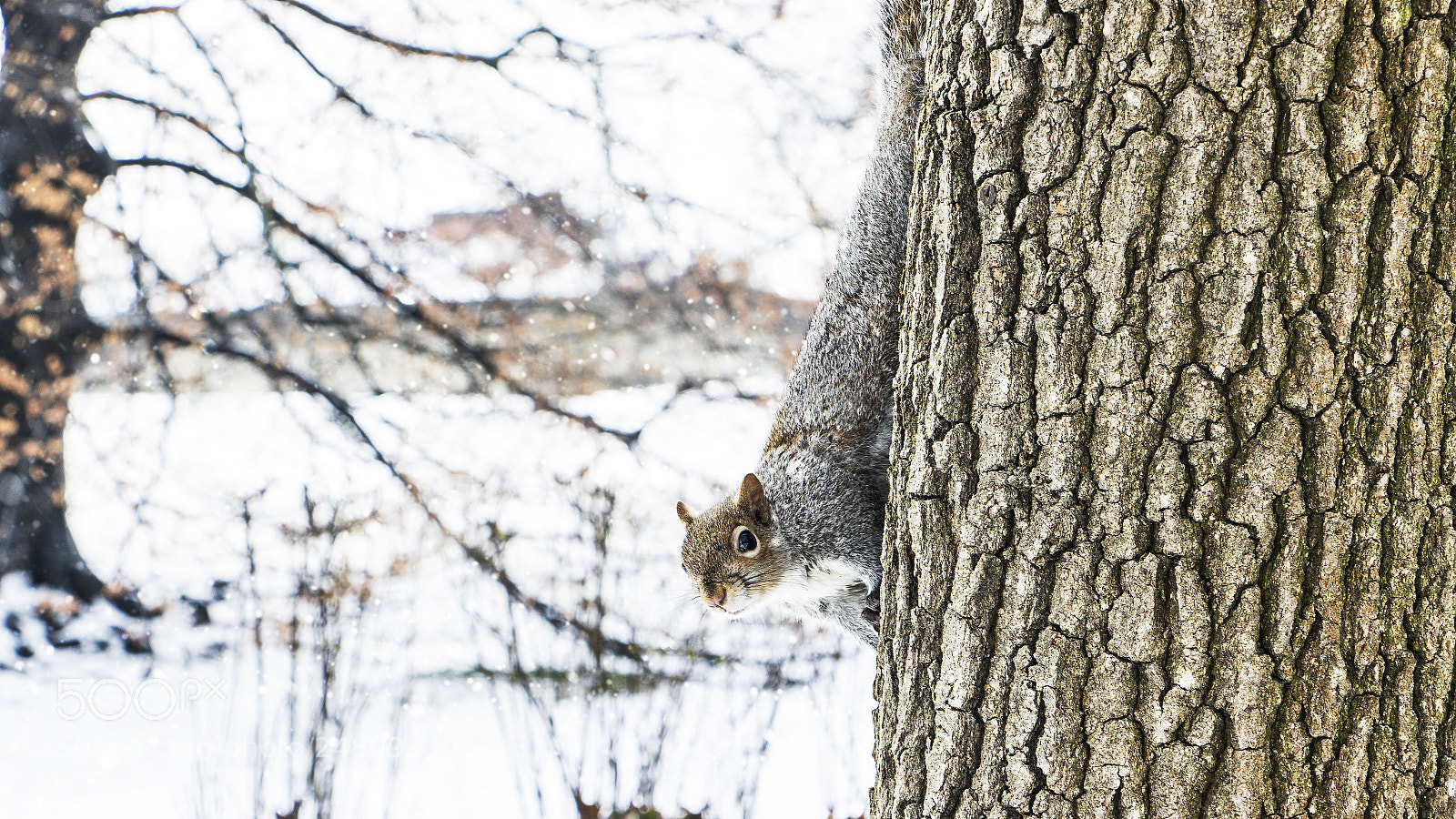 Canon EOS 7D Mark II sample photo. Squirrel photography