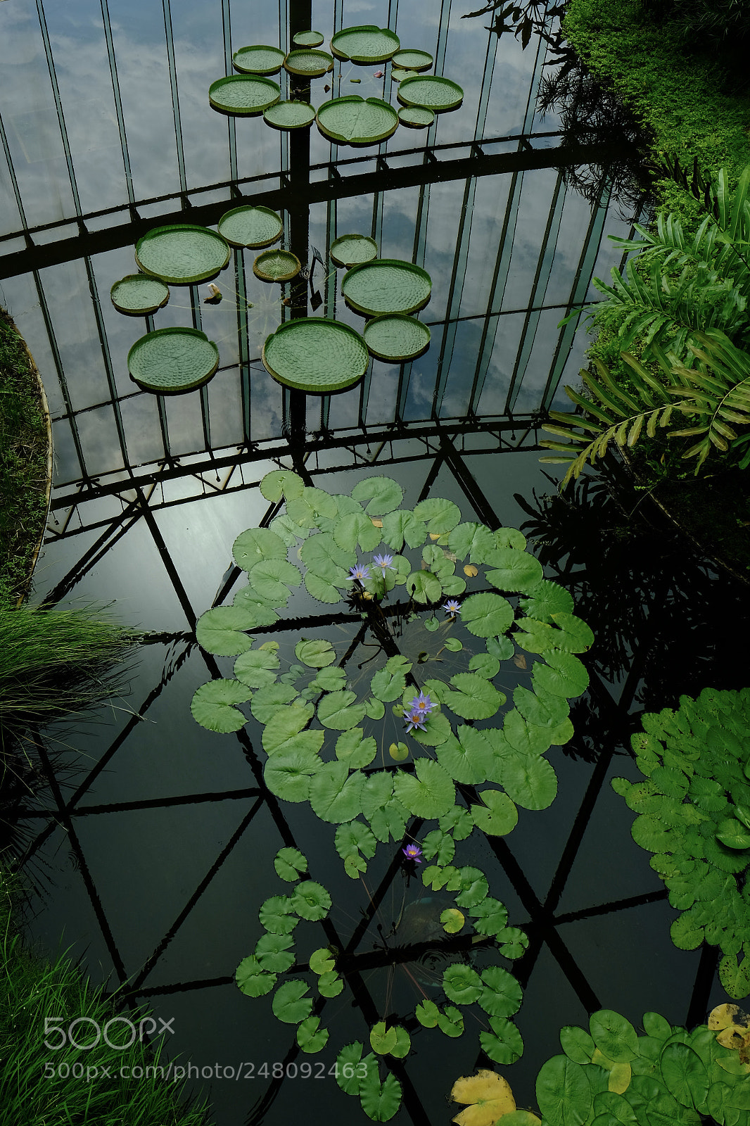 Fujifilm X-T2 sample photo. Reflected pads photography