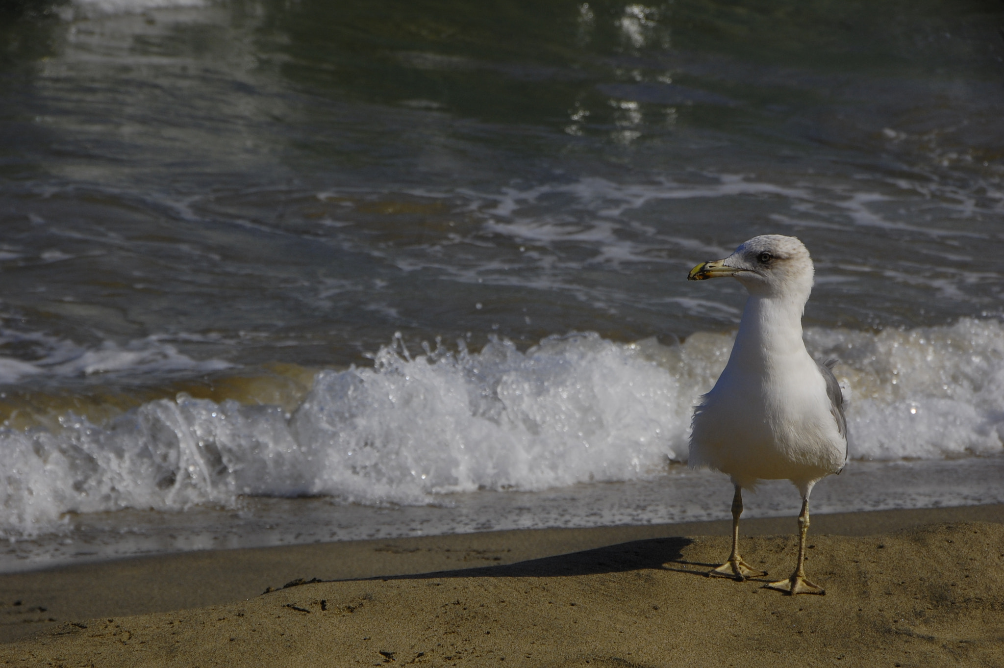 Nikon D40 sample photo. Sea gull photography