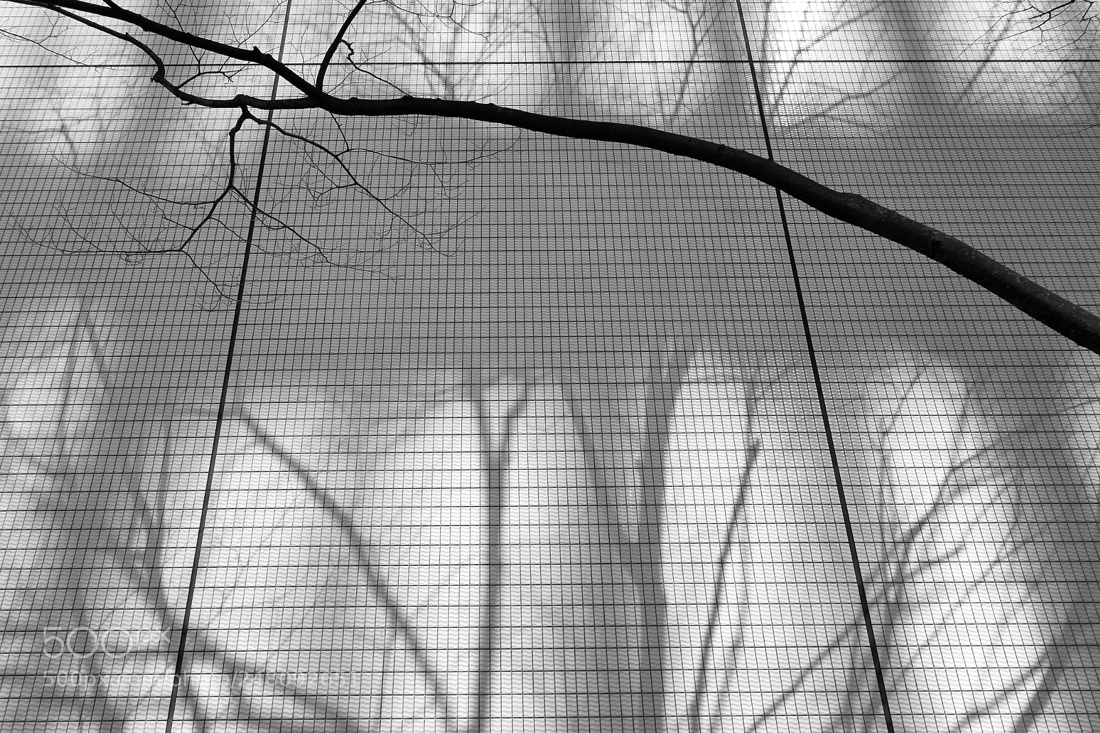 Sony Cyber-shot DSC-RX100 II sample photo. Bare tree branch and photography