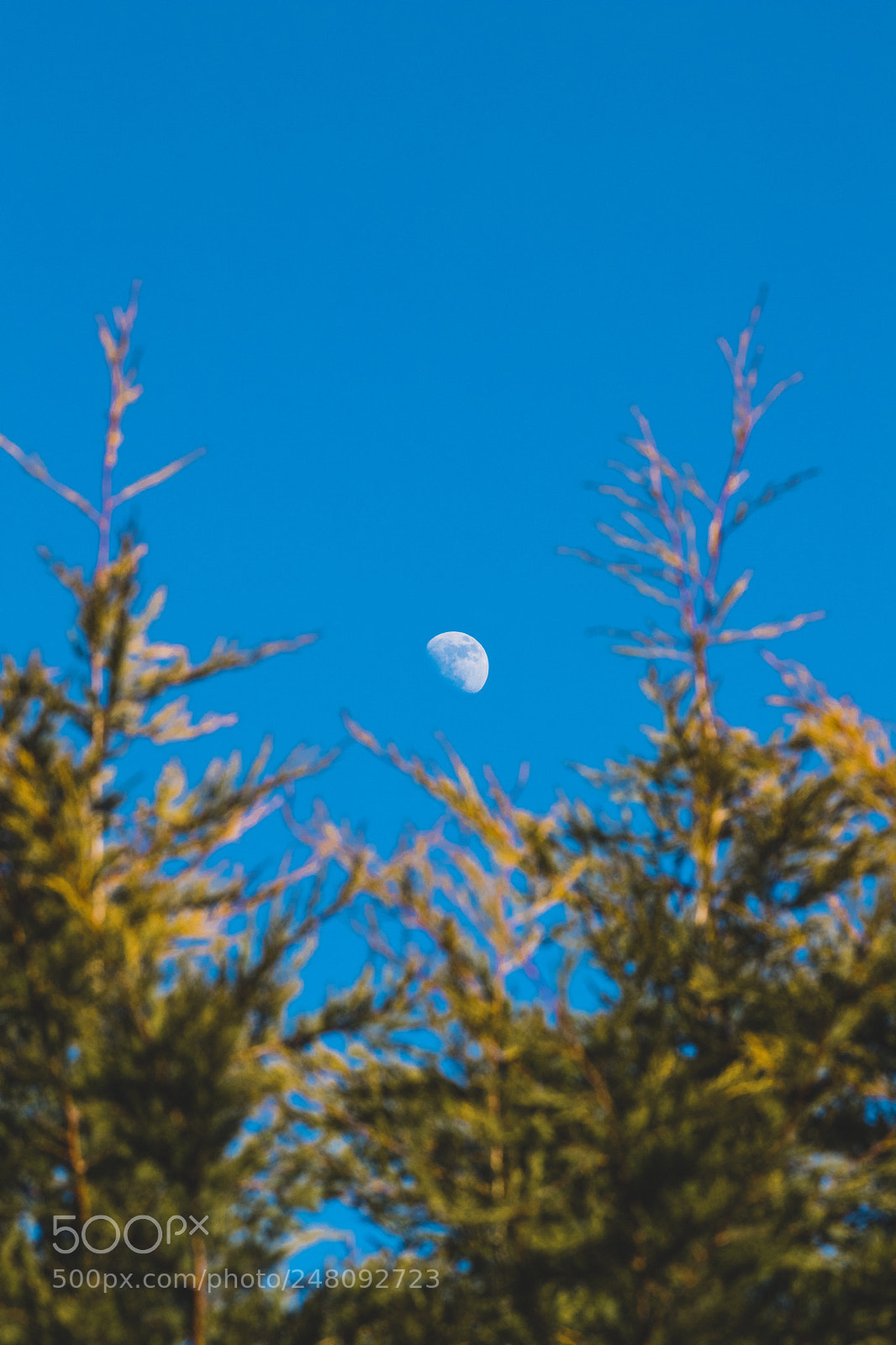 Canon EOS 6D Mark II sample photo. Img photography