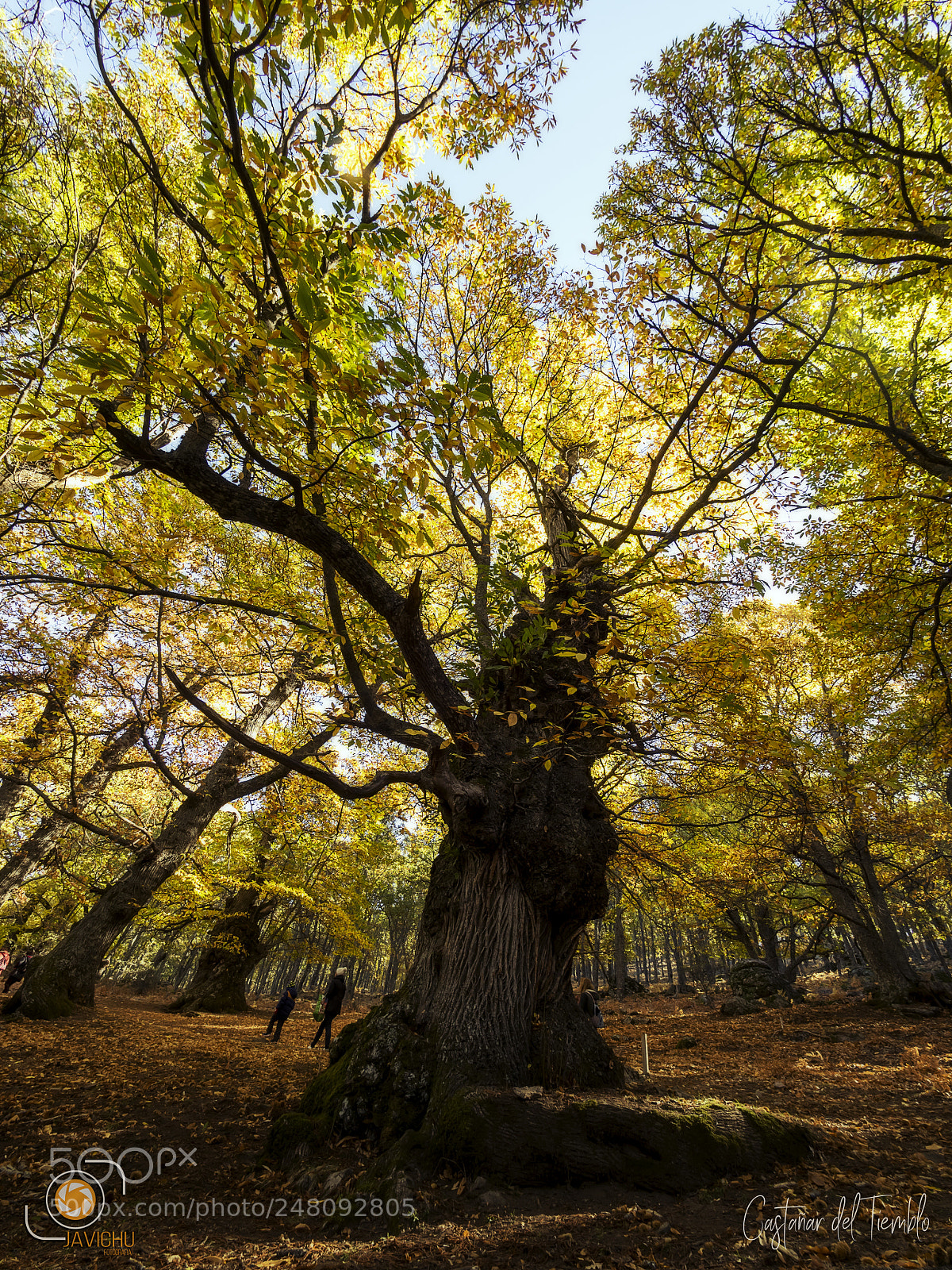 Olympus OM-D E-M1 sample photo. Castaño ... chestnut photography