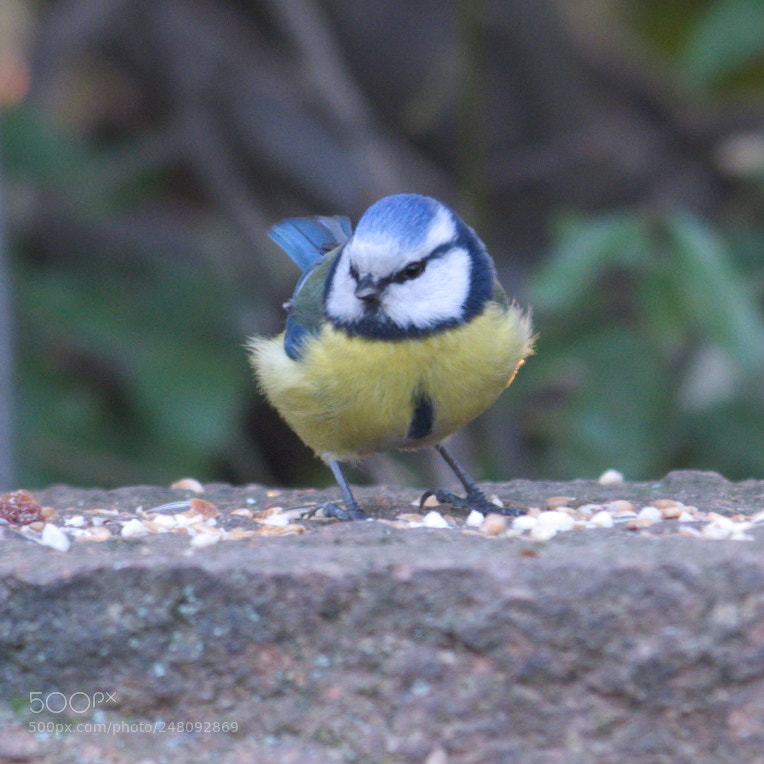 Fujifilm X-T20 sample photo. Parus major photography