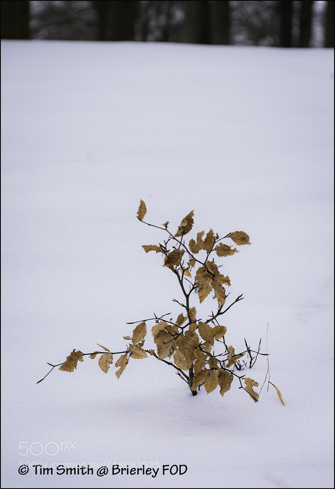 Nikon D500 sample photo. Isolated photography