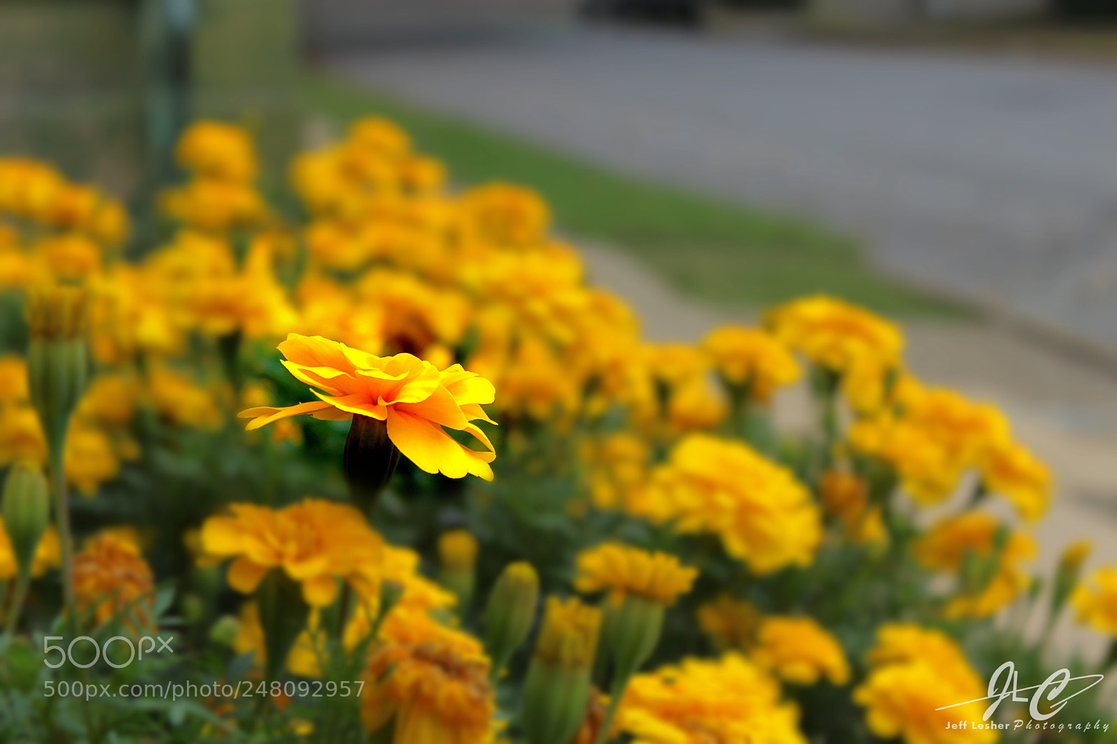 Canon EOS 1300D (EOS Rebel T6 / EOS Kiss X80) sample photo. Thinking of spring photography