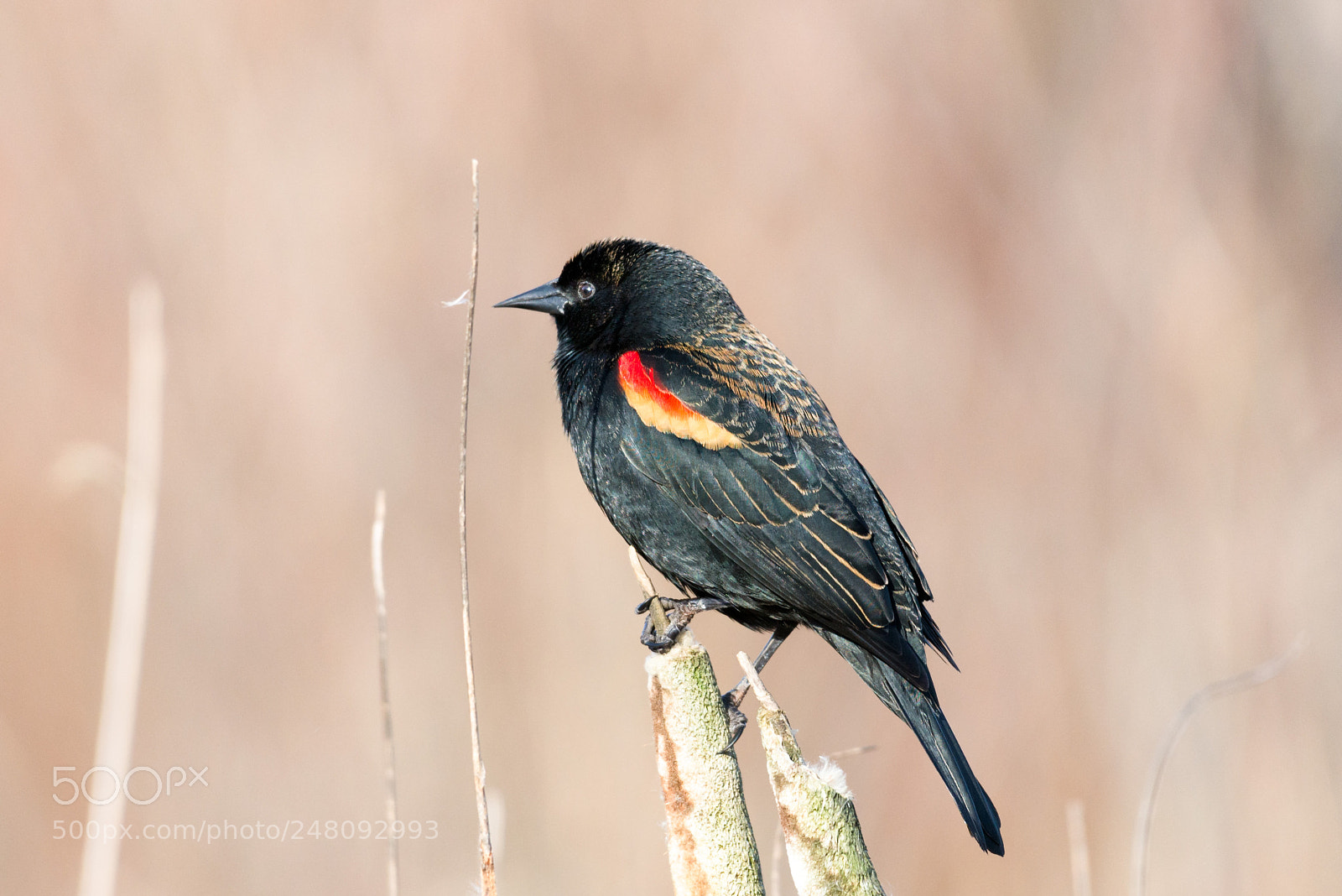 Nikon D610 sample photo. Red wing blackbird photography