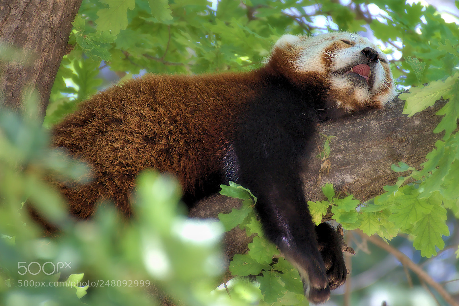 Canon EOS 60D sample photo. Red panda sleeping photography