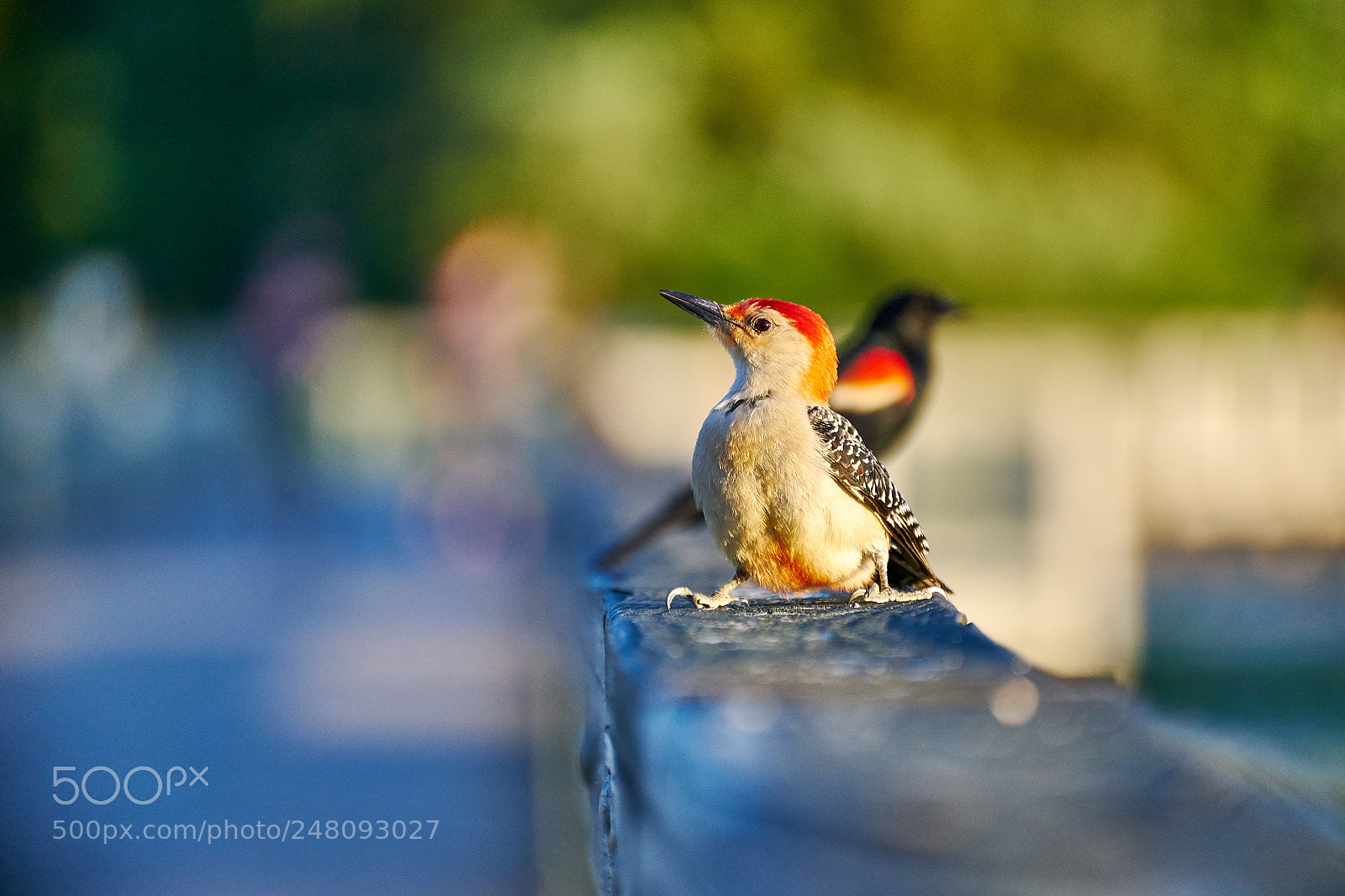 Sony a7 II sample photo. * woodpecker * photography