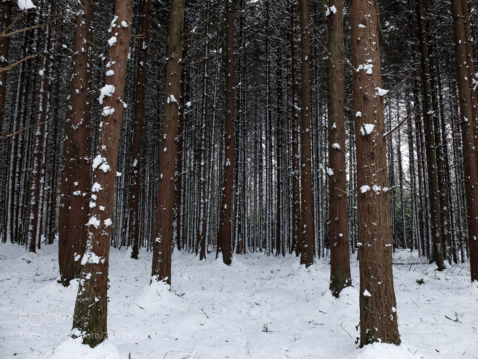 Fujifilm X30 sample photo. The wood photography
