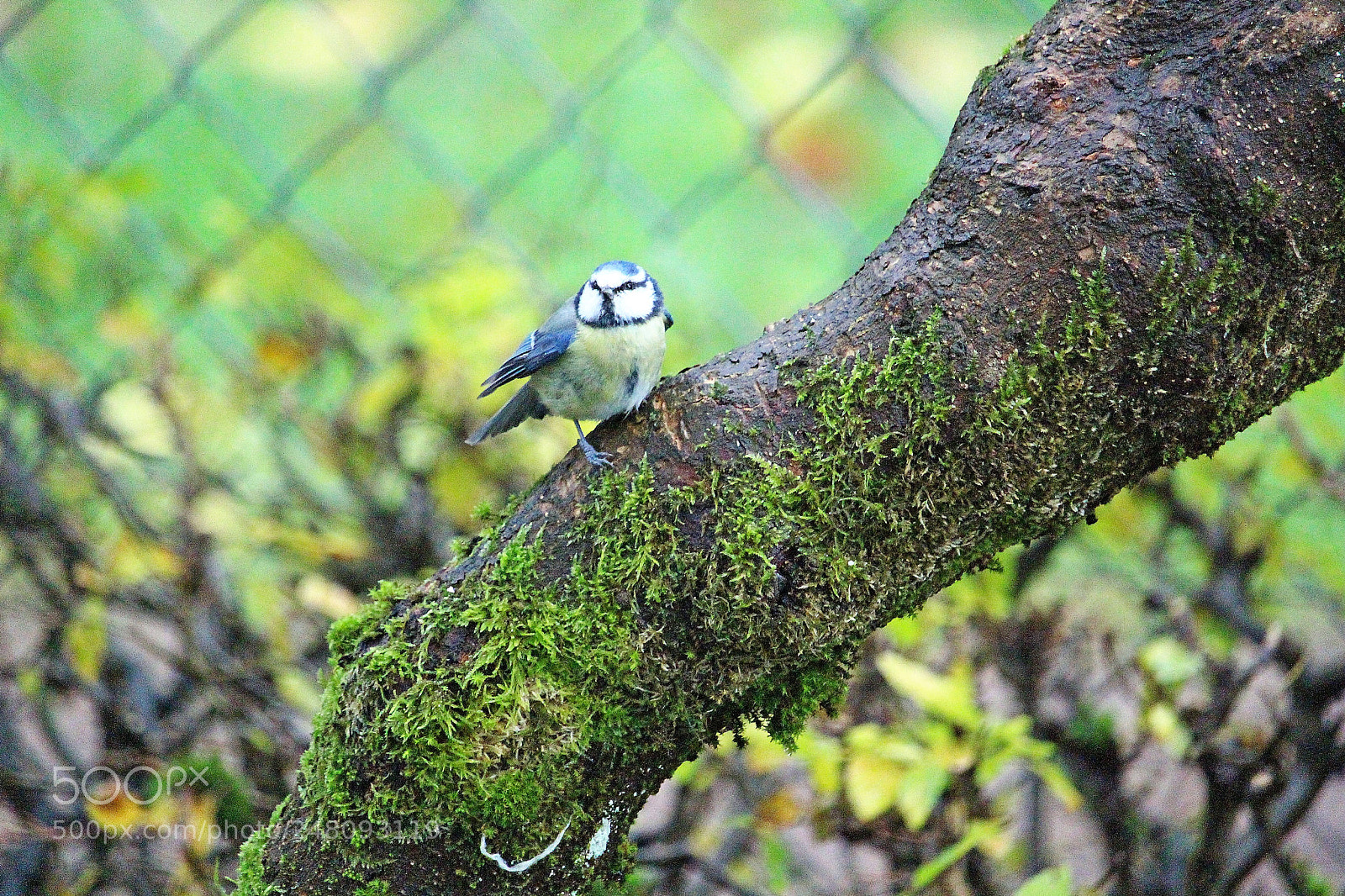 Canon EOS 700D (EOS Rebel T5i / EOS Kiss X7i) sample photo. Meise photography