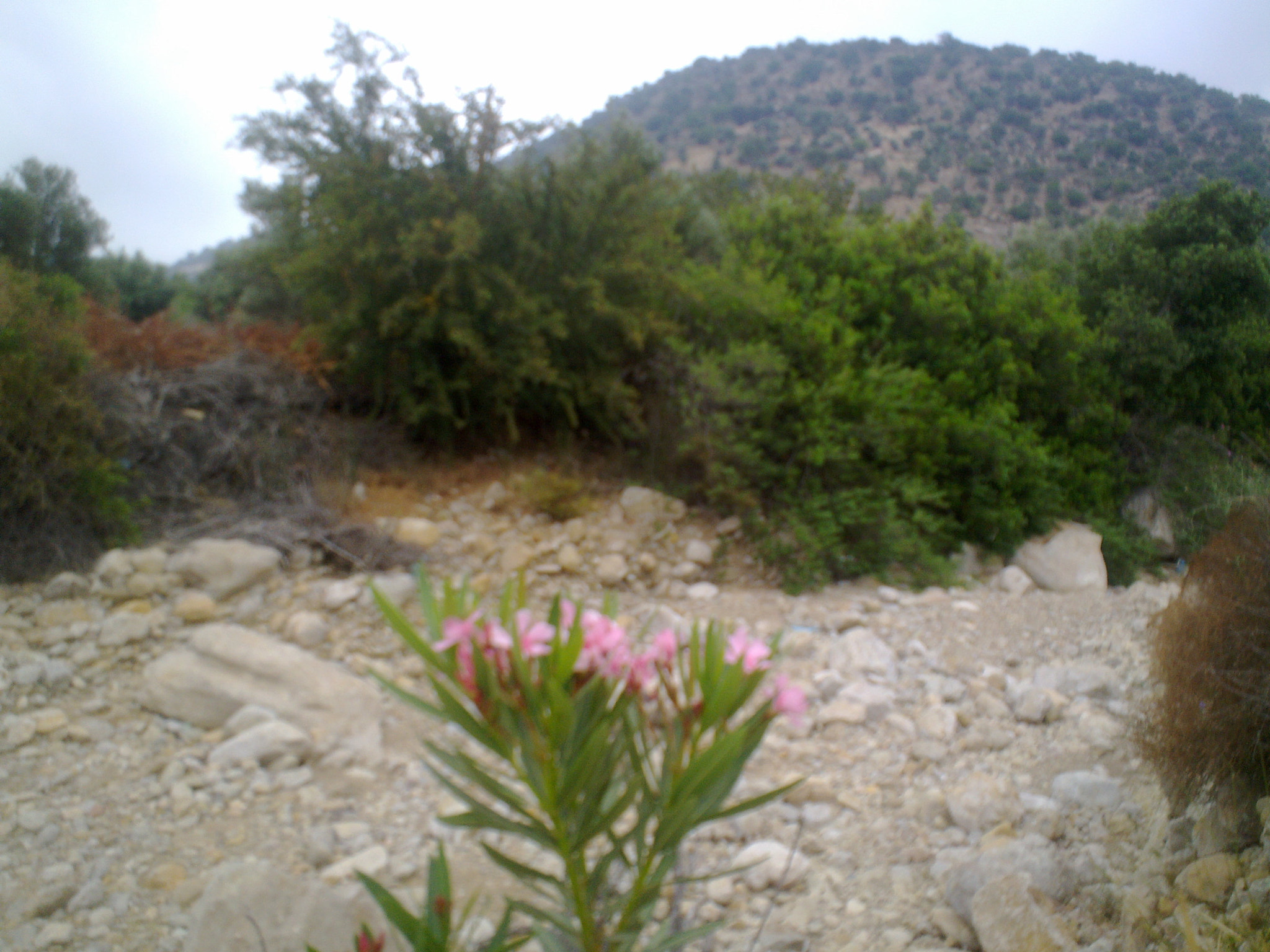 Nokia N86 8MP sample photo. Alma.2.jpg photography